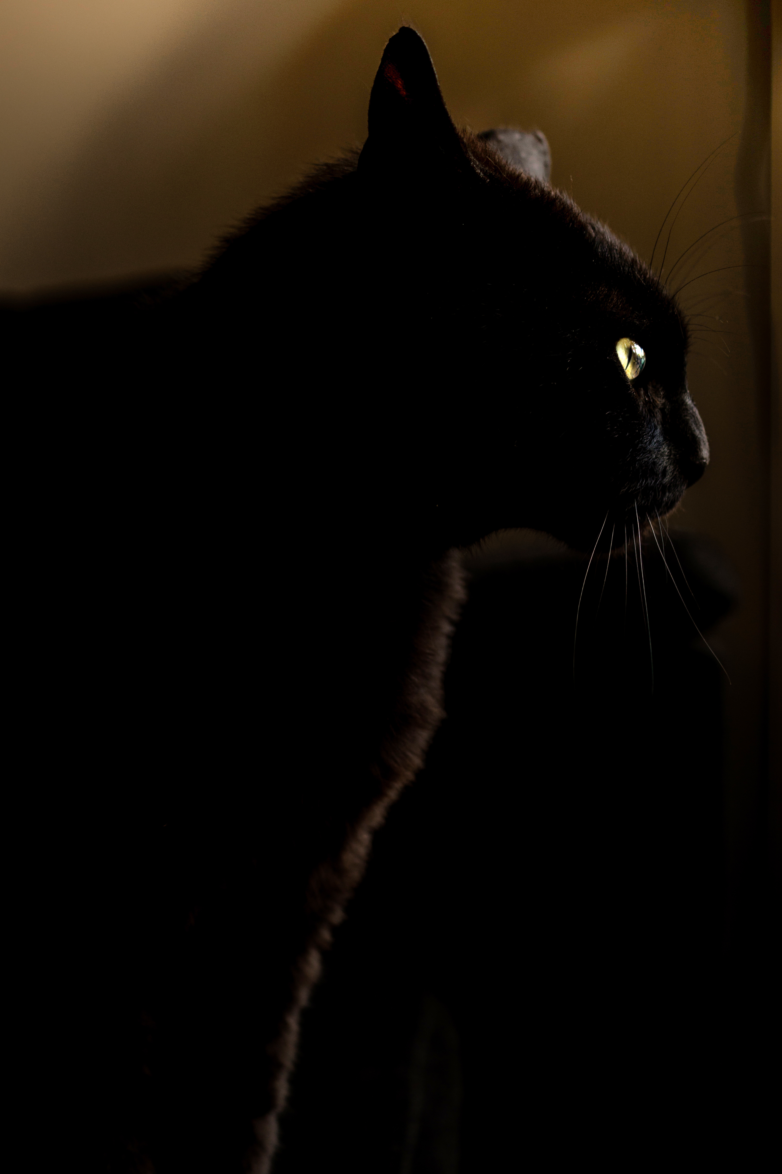 Baixe gratuitamente a imagem Escuro, Gato, O Preto, Visão, Opinião, Animal na área de trabalho do seu PC