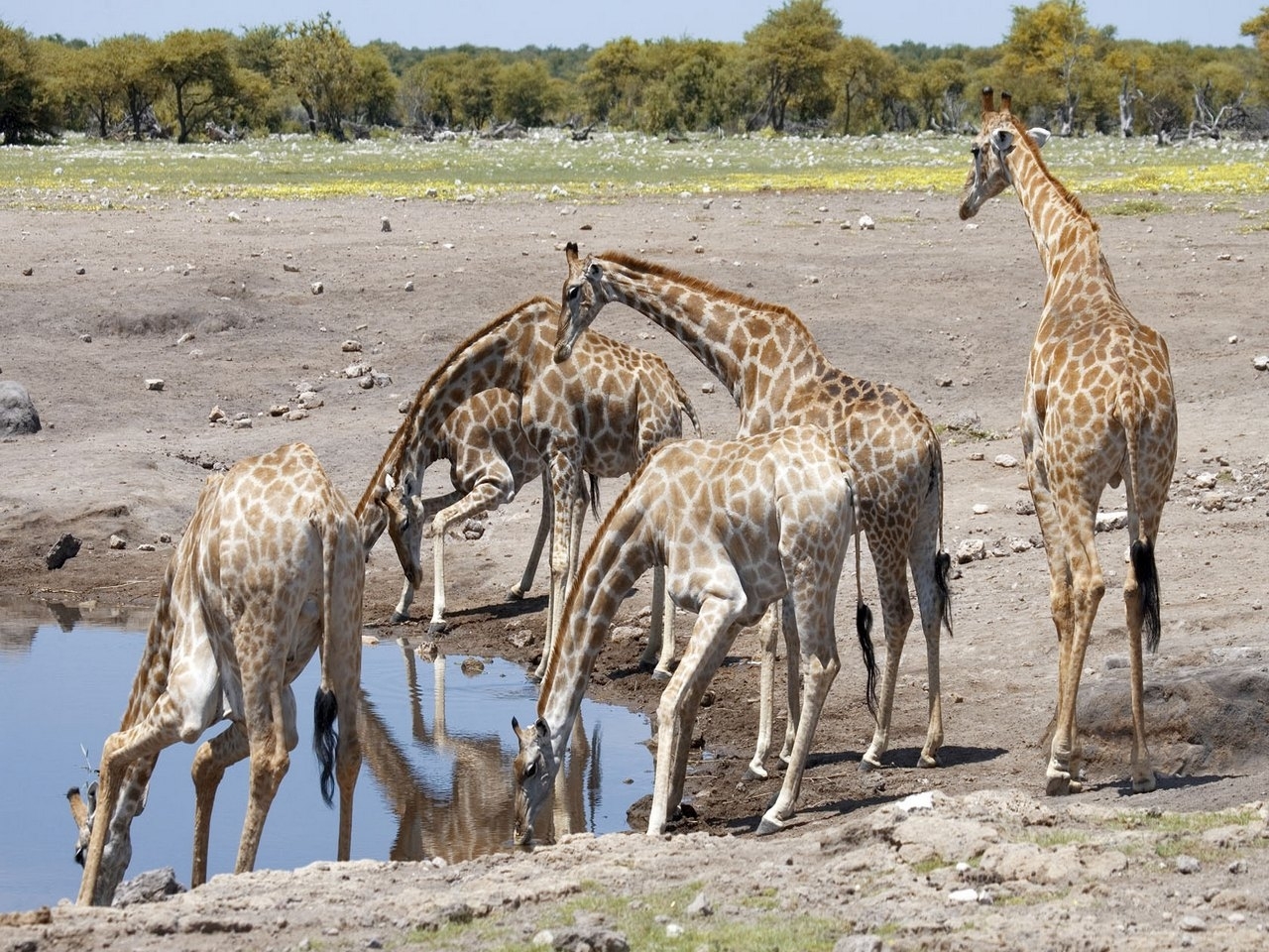 animals, giraffes, orange cellphone