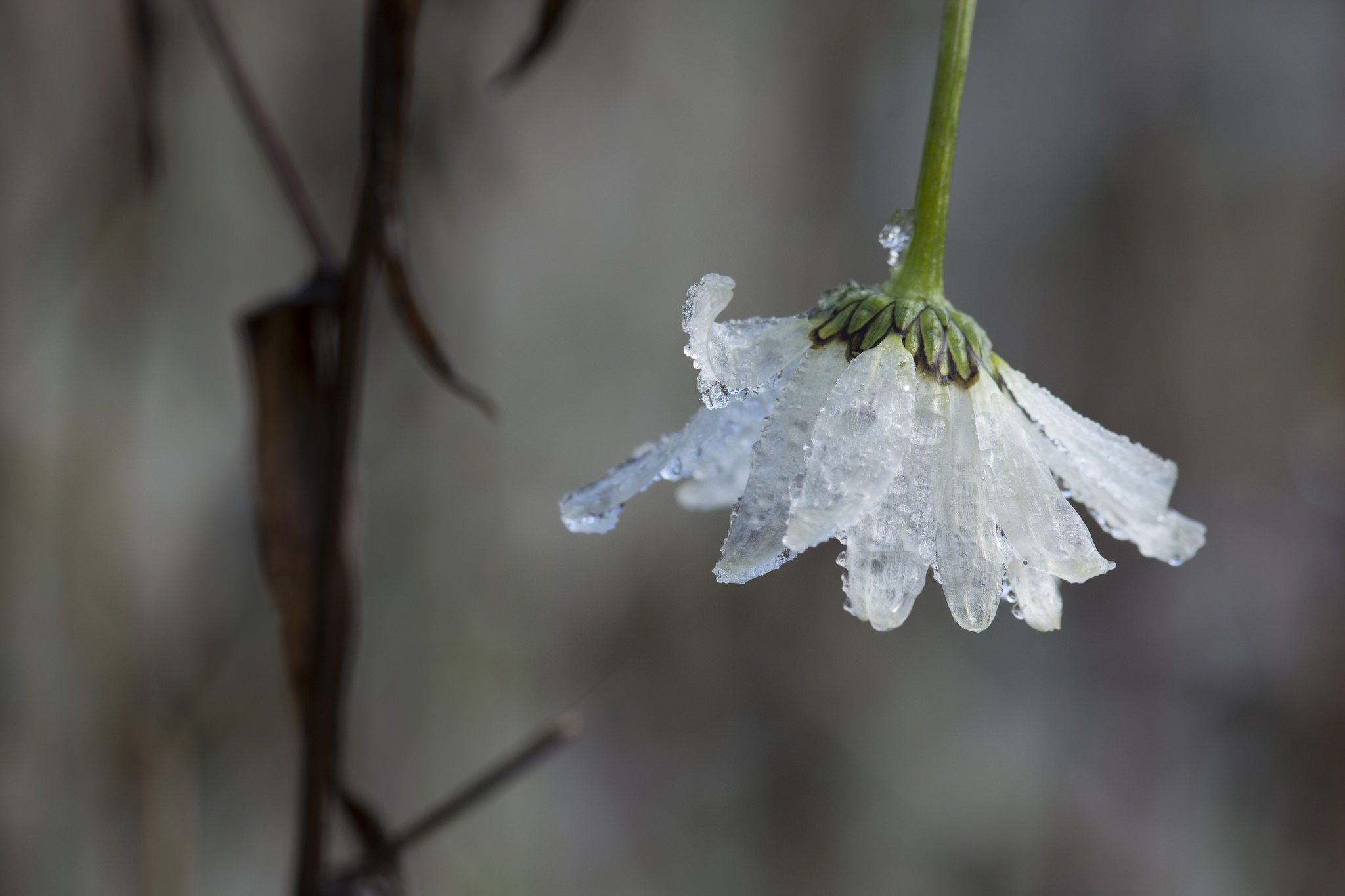 Descarga gratuita de fondo de pantalla para móvil de Flores, Flor, Tierra/naturaleza, Macrofotografía.