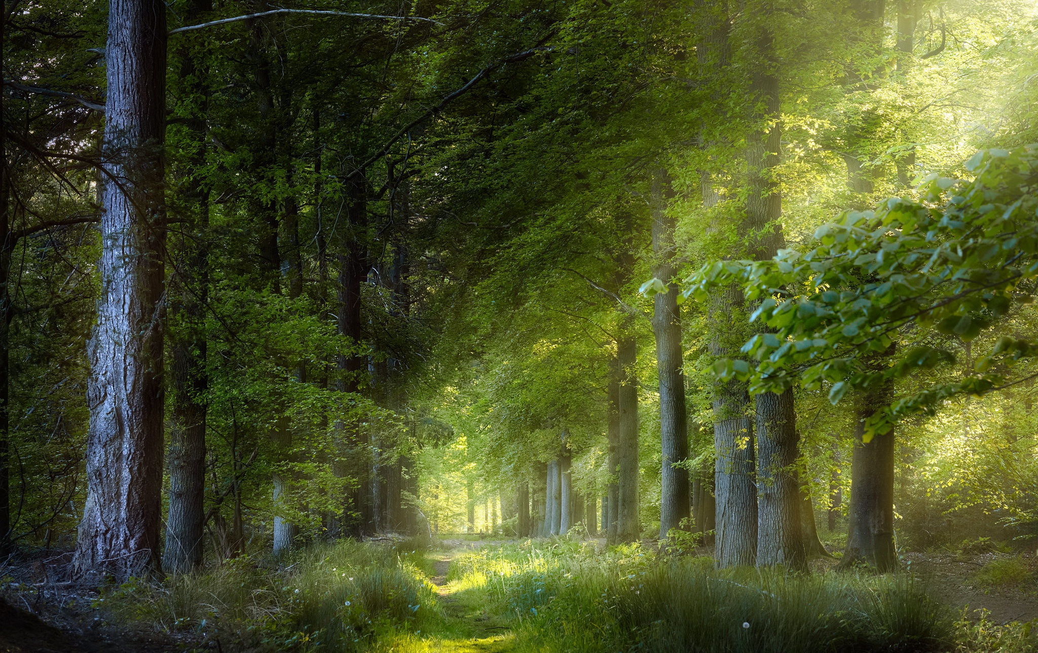 Free download wallpaper Forest, Earth on your PC desktop