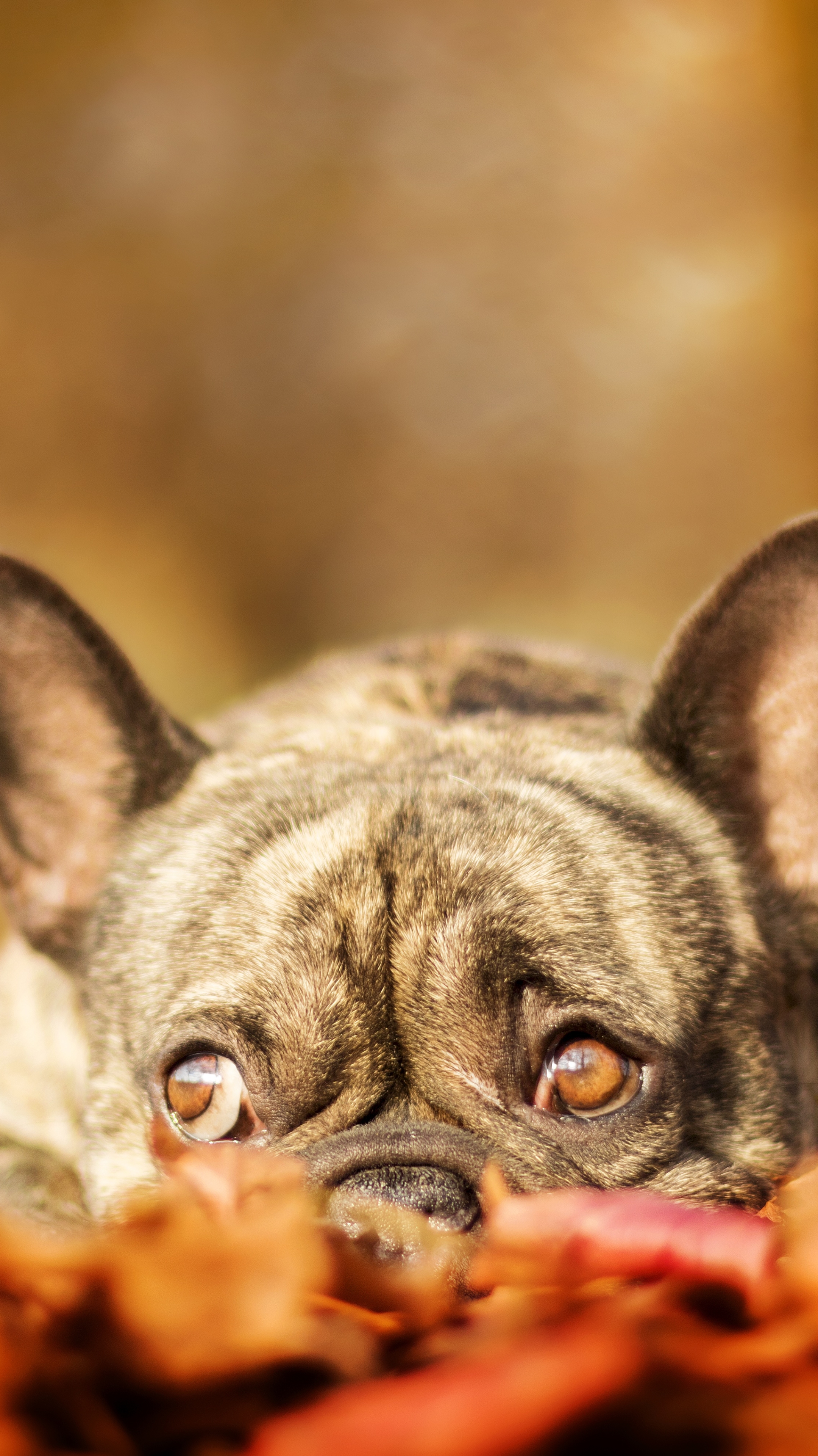 Laden Sie das Tiere, Hunde, Herbst, Hund, Französisch Bulldogge, Tiefenschärfe-Bild kostenlos auf Ihren PC-Desktop herunter