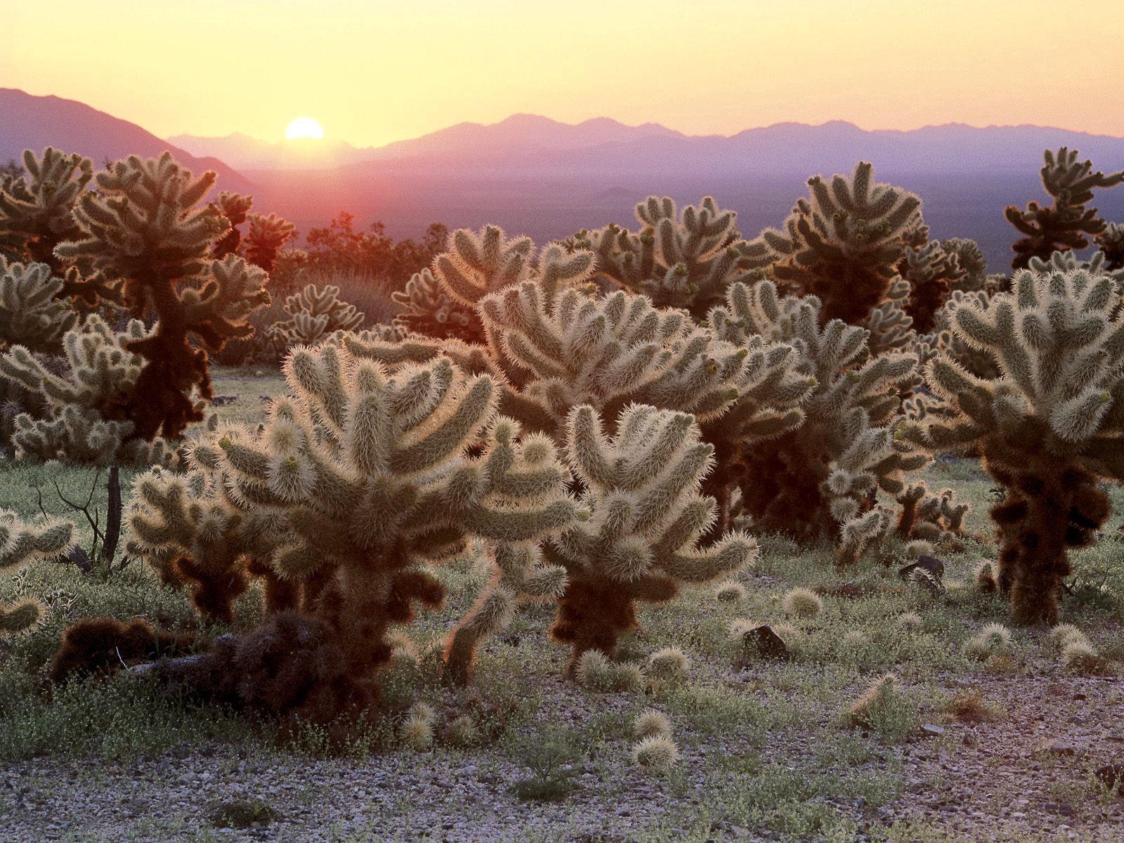 PCデスクトップに日没, 砂漠, 自然, サボテン画像を無料でダウンロード