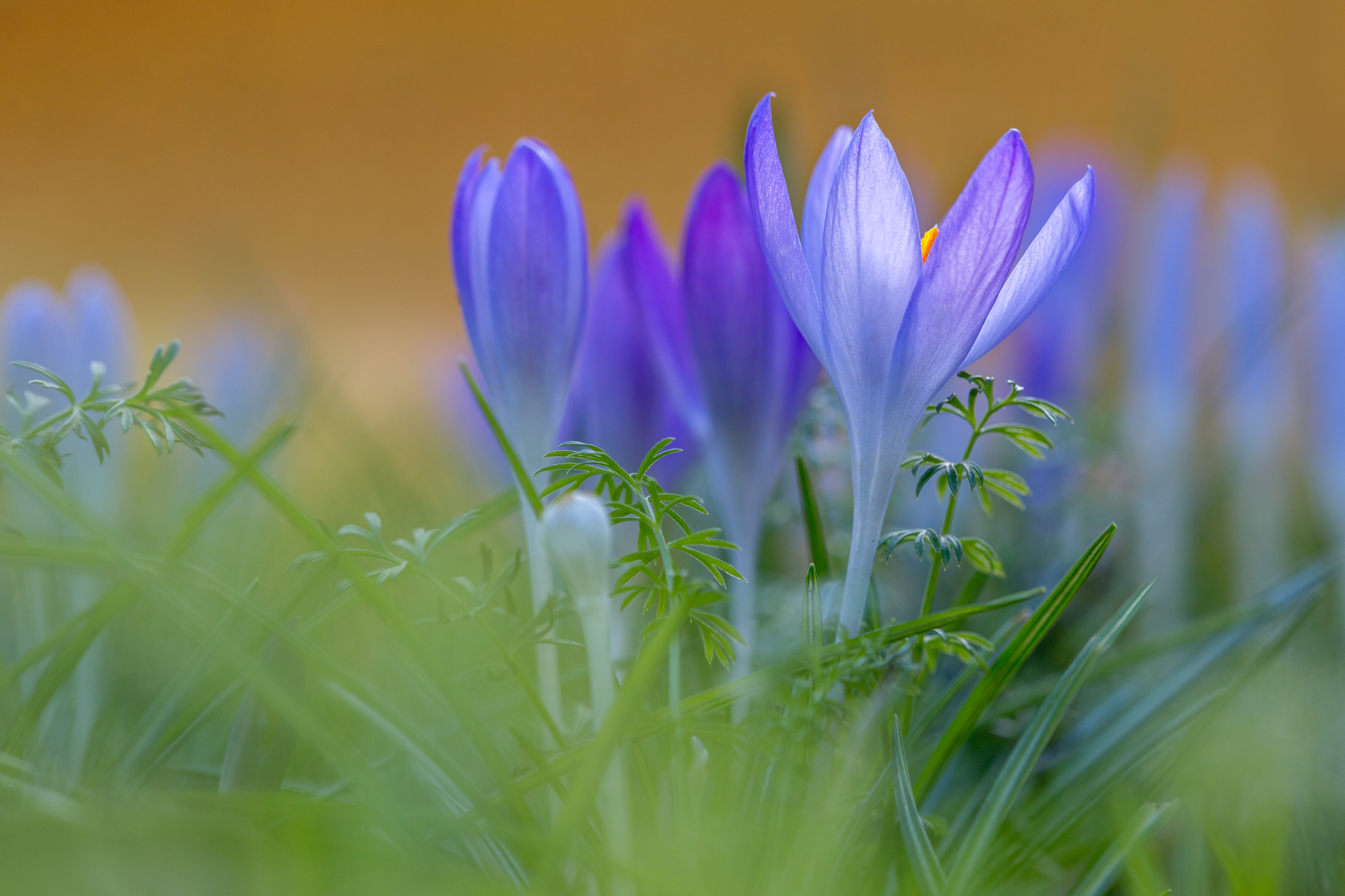 Download mobile wallpaper Nature, Flowers, Flower, Earth, Spring, Crocus for free.