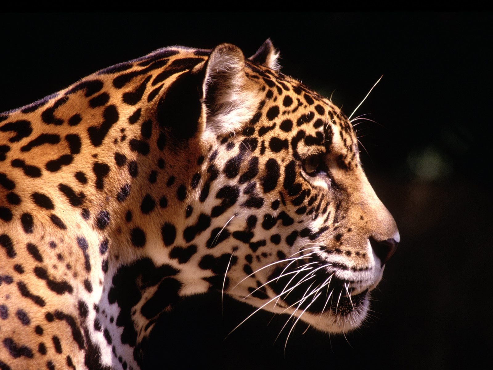 Descarga gratuita de fondo de pantalla para móvil de Leopardo, Gatos, Animales.