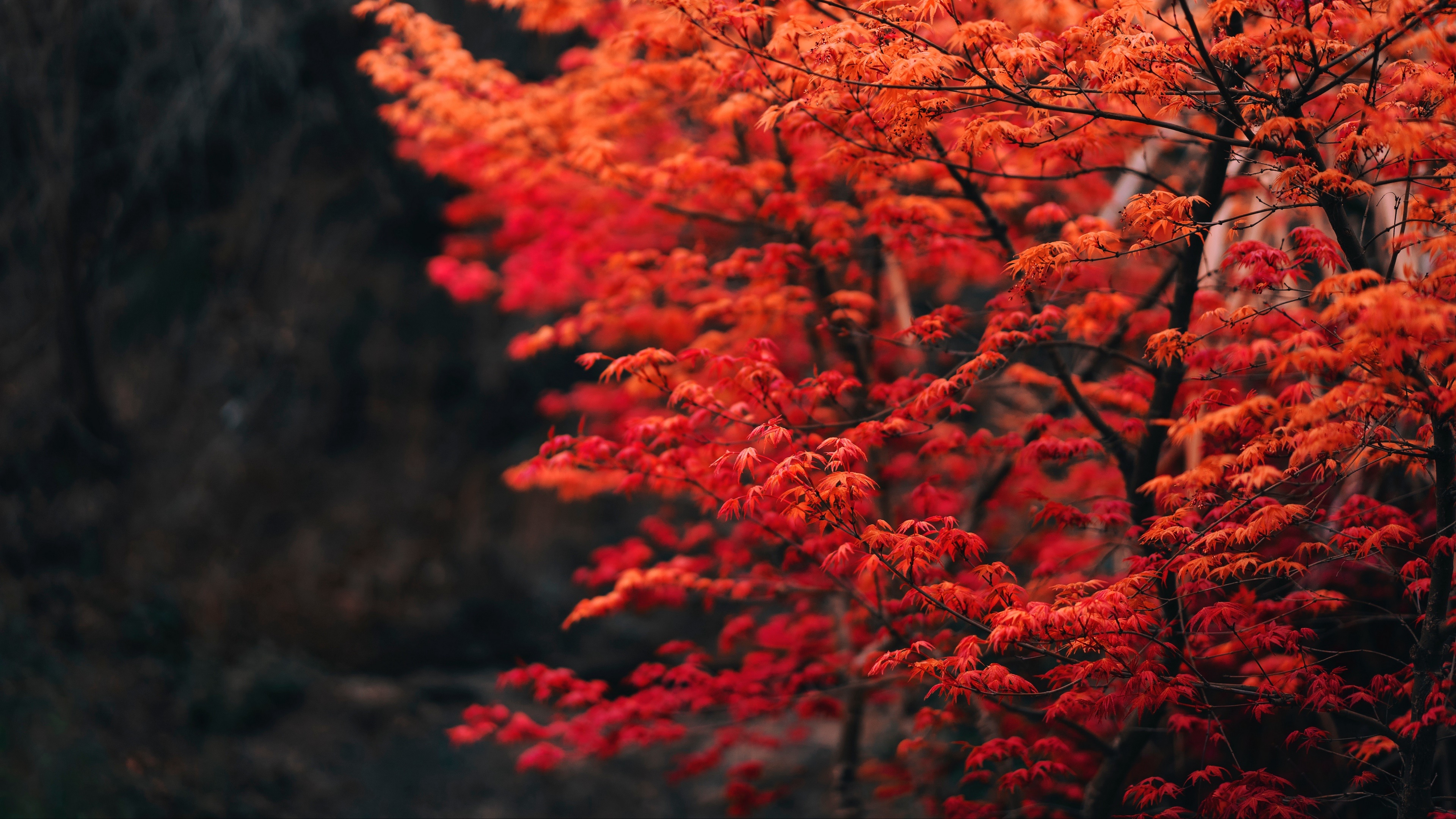 Descarga gratuita de fondo de pantalla para móvil de Otoño, Tierra/naturaleza.