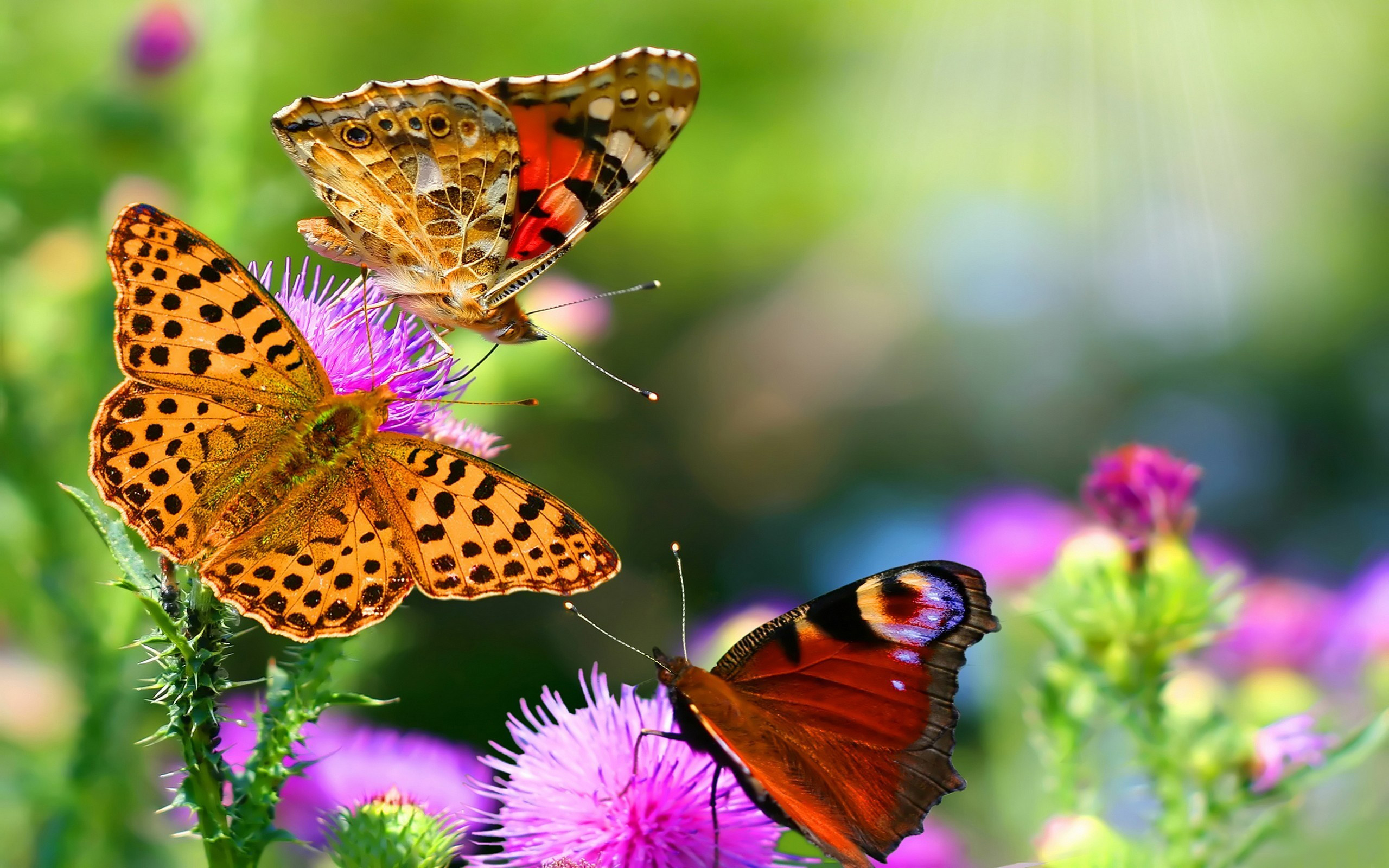 Free download wallpaper Butterfly, Animal on your PC desktop