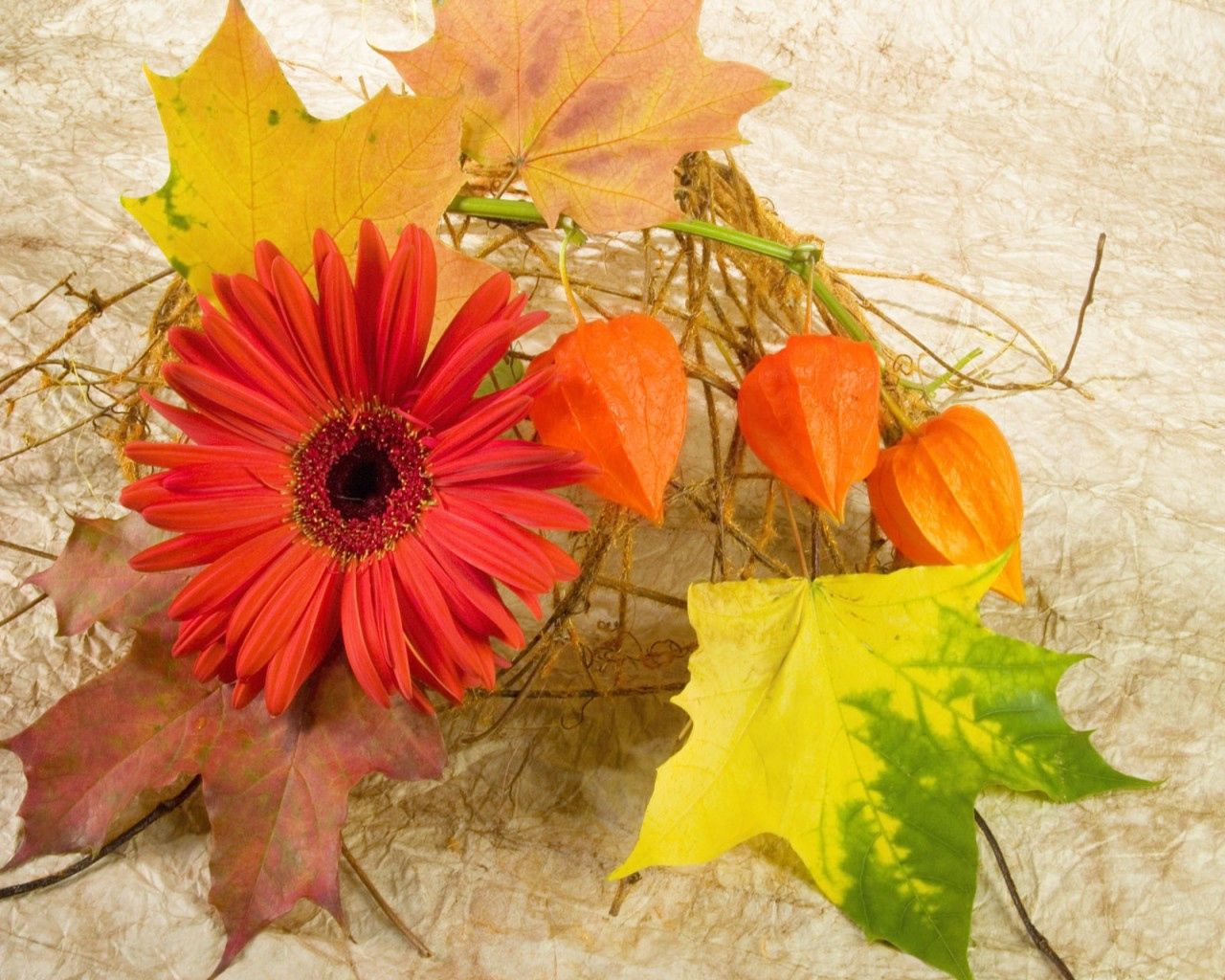106005 скачать обои осень, цветы, физалис, композиция, листья, гербера, кленовые - заставки и картинки бесплатно