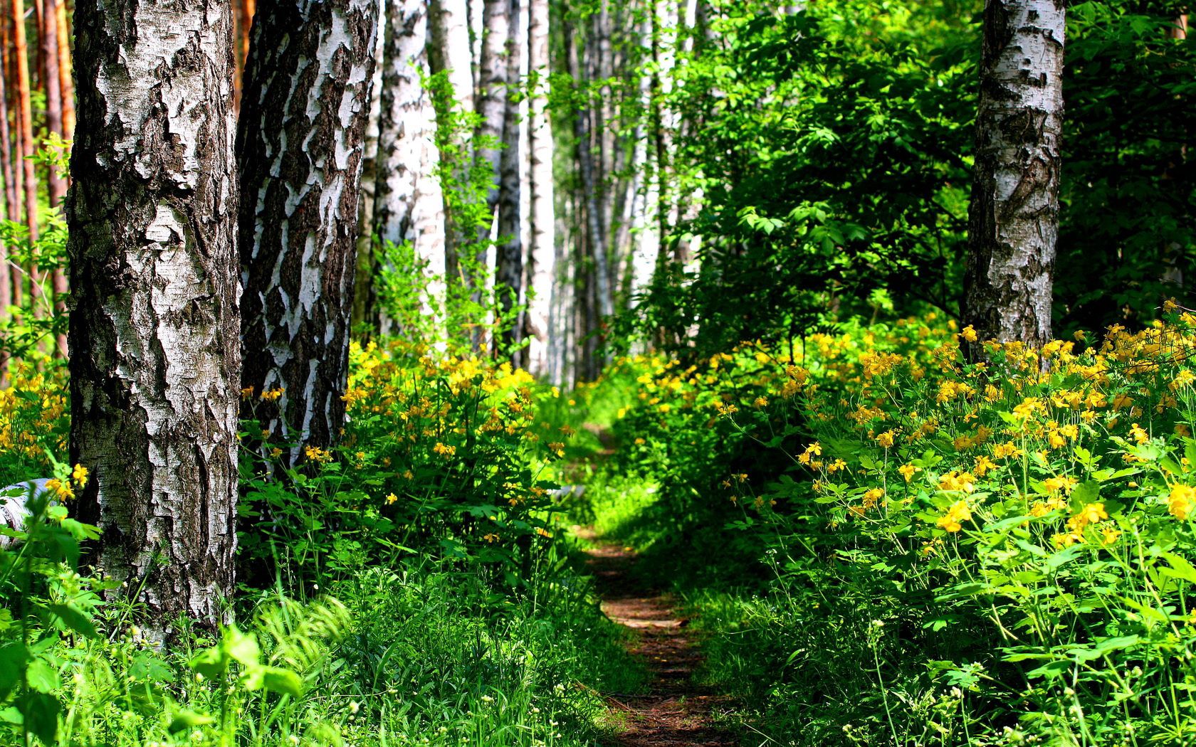 Free download wallpaper Bush, Path, Trail, Forest, Vegetation, Nature, Sunny, Trees on your PC desktop