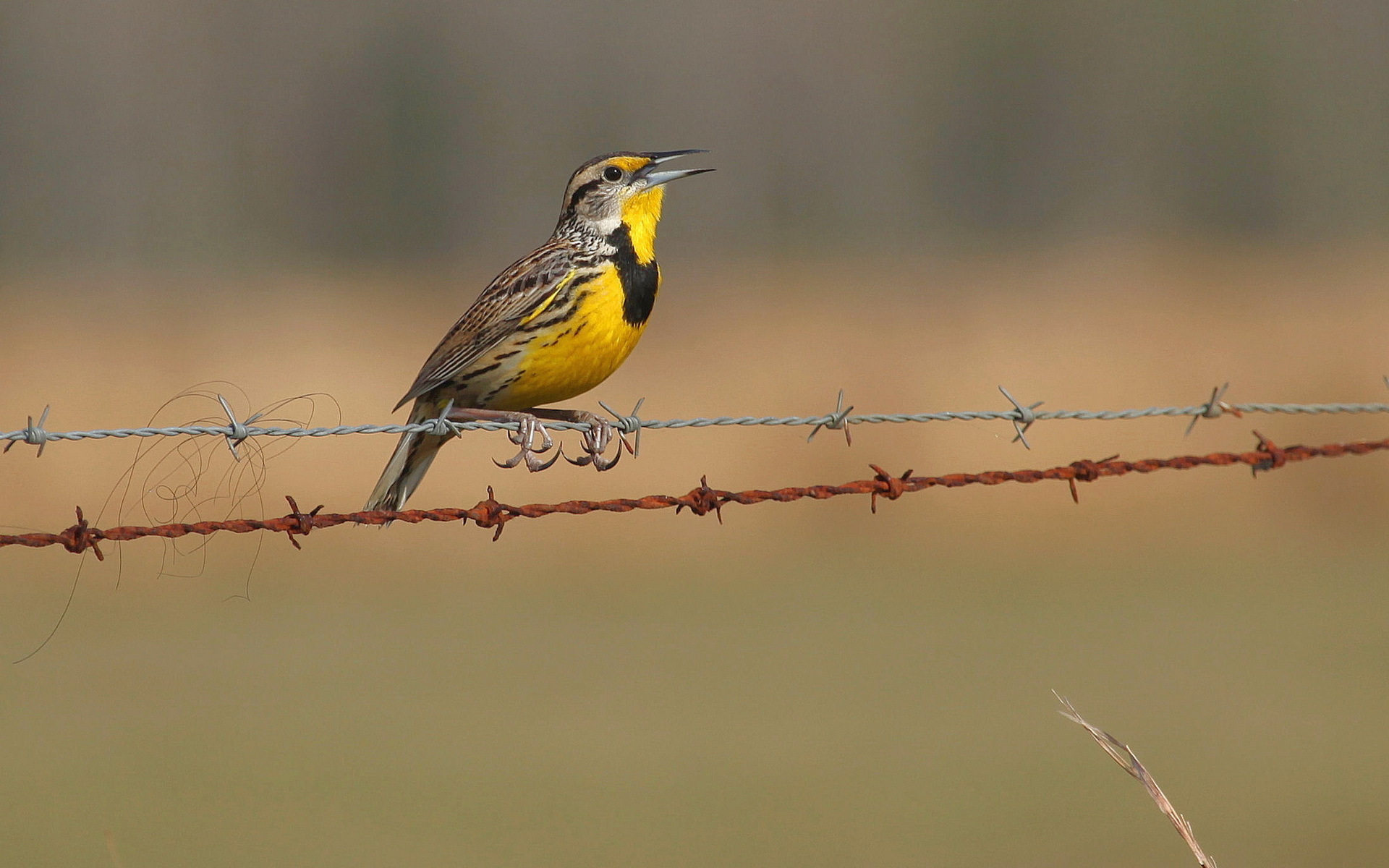 Free download wallpaper Bird, Birds, Animal on your PC desktop