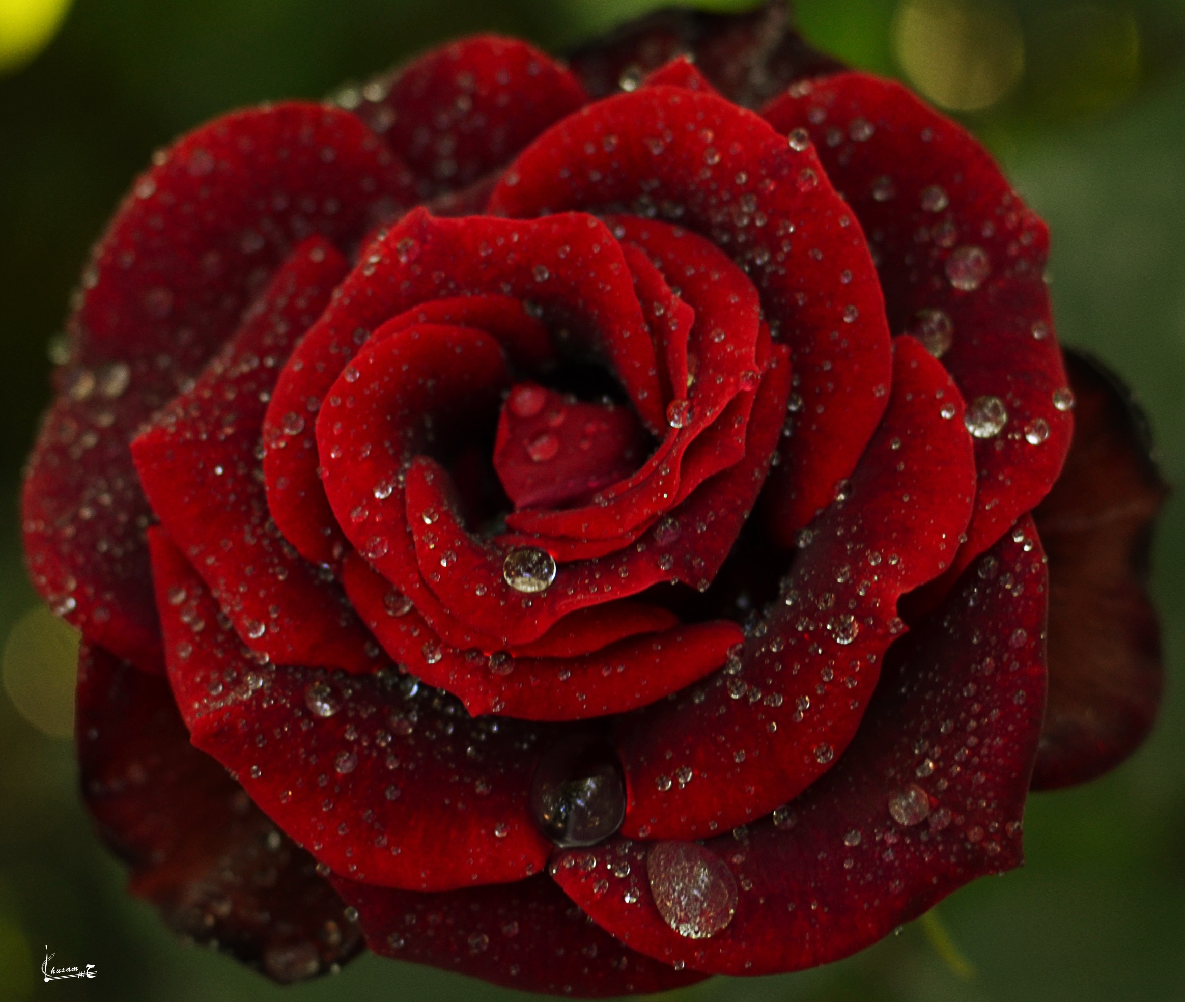PCデスクトップにフラワーズ, 薔薇, 閉じる, 地球, 赤いバラ, 水滴, 赤い花画像を無料でダウンロード