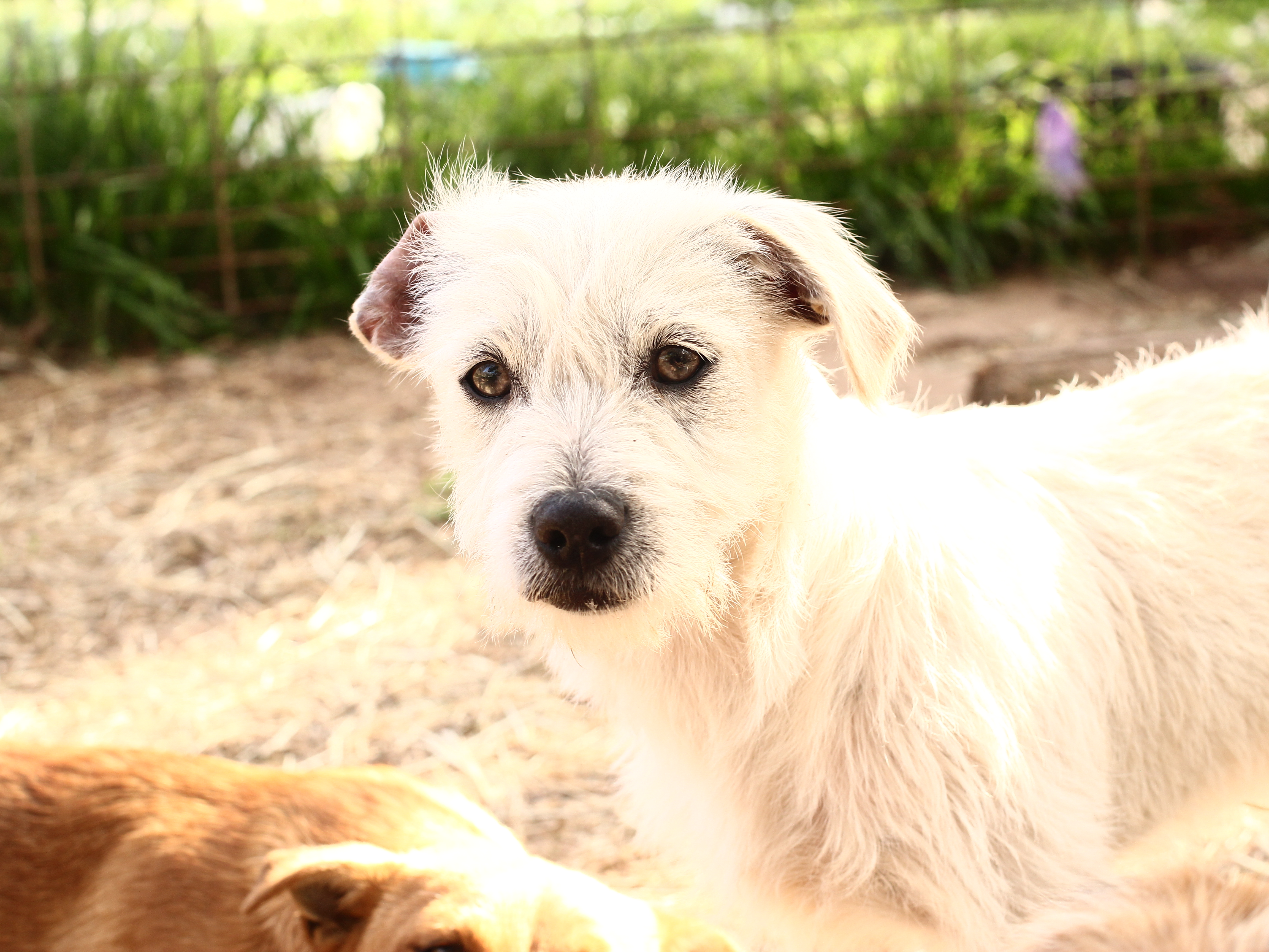 Téléchargez gratuitement l'image Animaux, Chiens, Chiot sur le bureau de votre PC