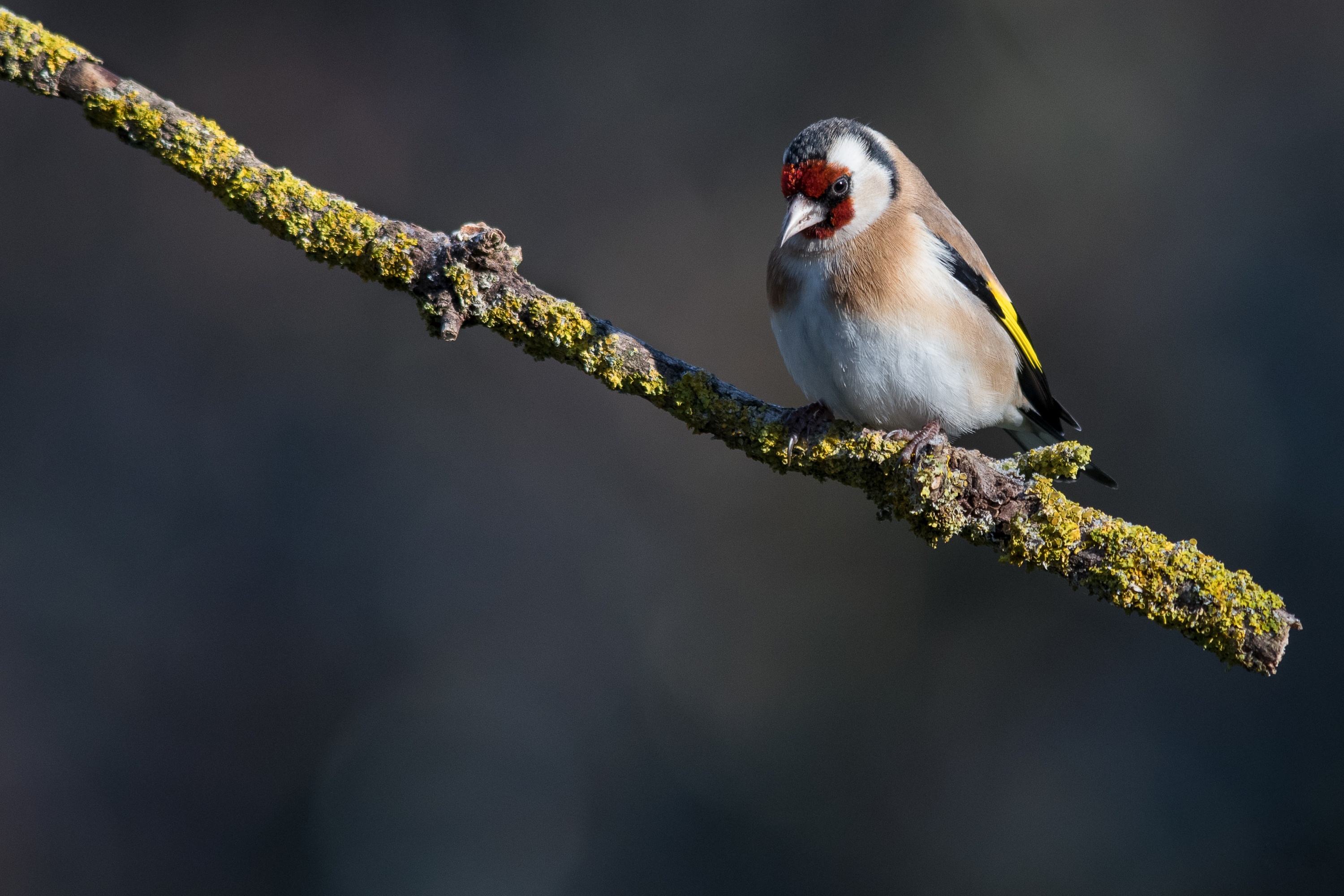 Free download wallpaper Birds, Bird, Animal, Goldfinch on your PC desktop