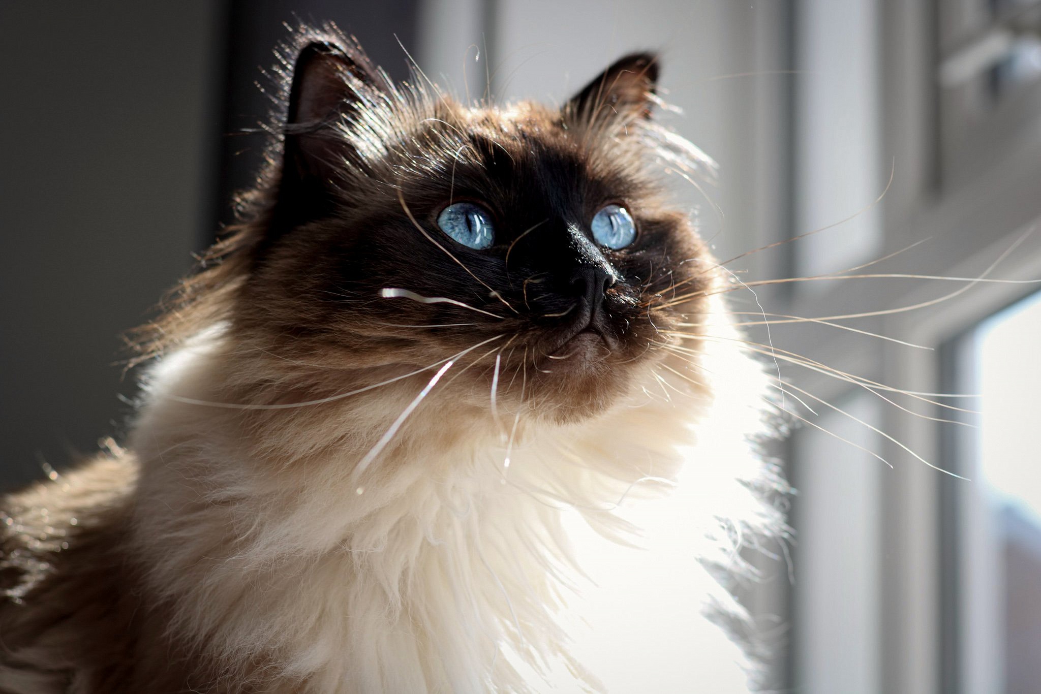 PCデスクトップに動物, ネコ, 猫, シャム猫画像を無料でダウンロード