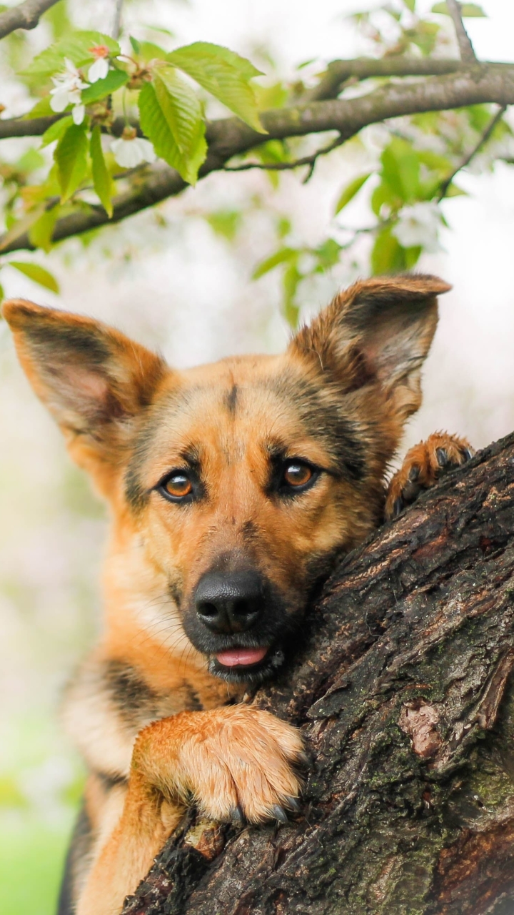 Download mobile wallpaper Dogs, Dog, Animal, Puppy, German Shepherd for free.