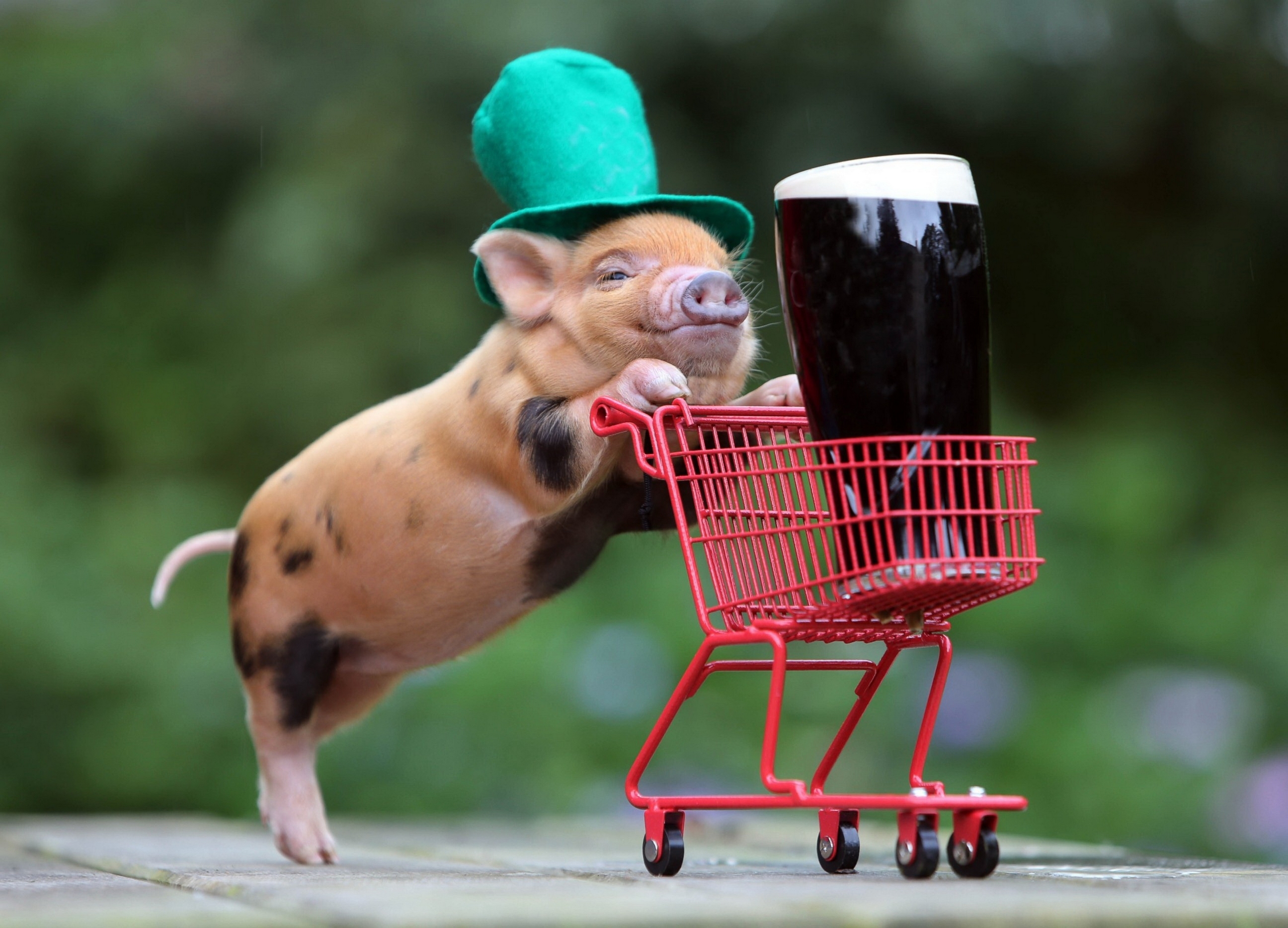 138170 скачать картинку свинья, животные, напиток, корзина, шляпа - обои и заставки бесплатно