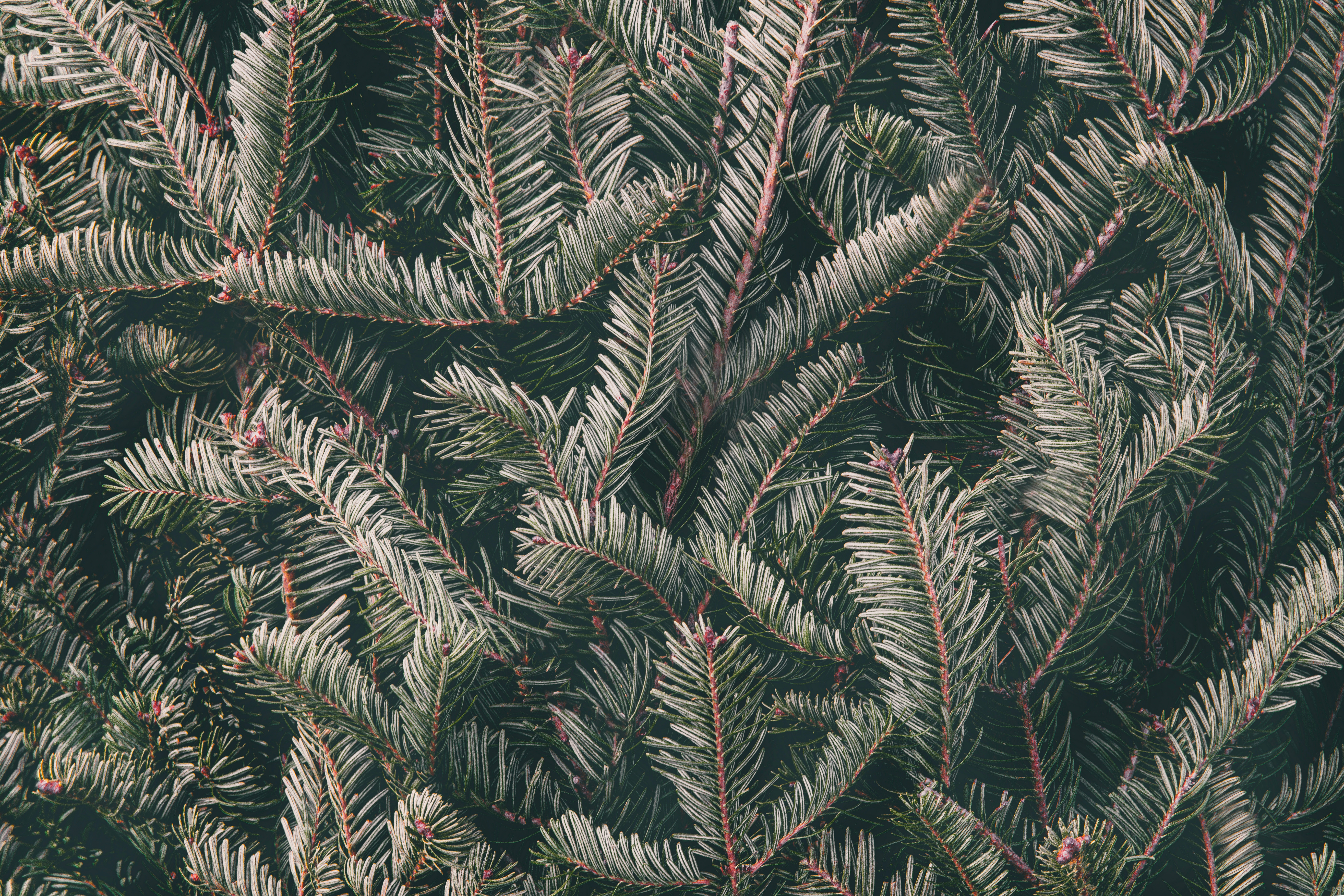 Download mobile wallpaper Spruce, Fir, Needles, Macro, Branches for free.