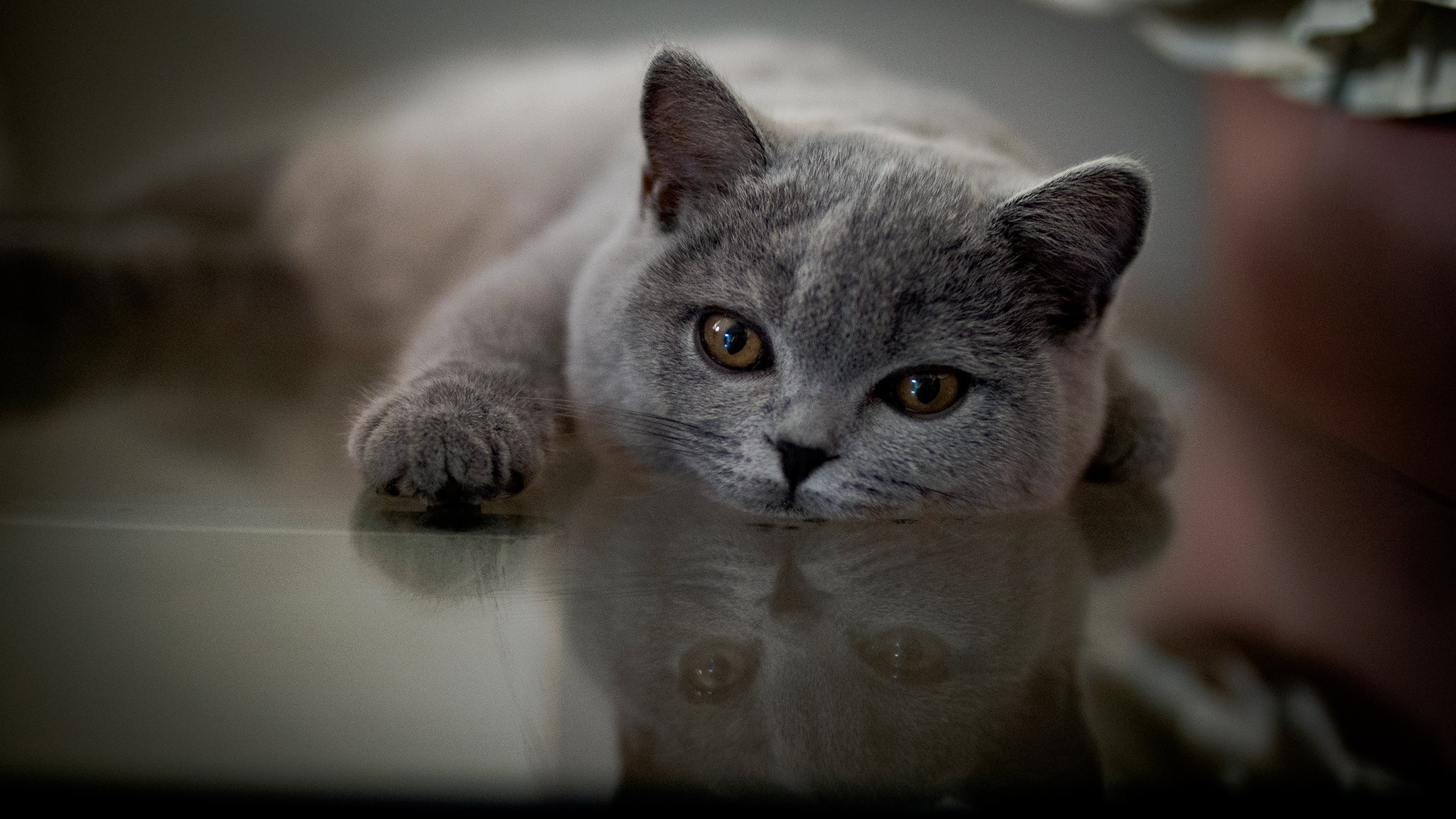 481681 descargar fondo de pantalla animales, británico de pelo corto, reflejo, gatos: protectores de pantalla e imágenes gratis