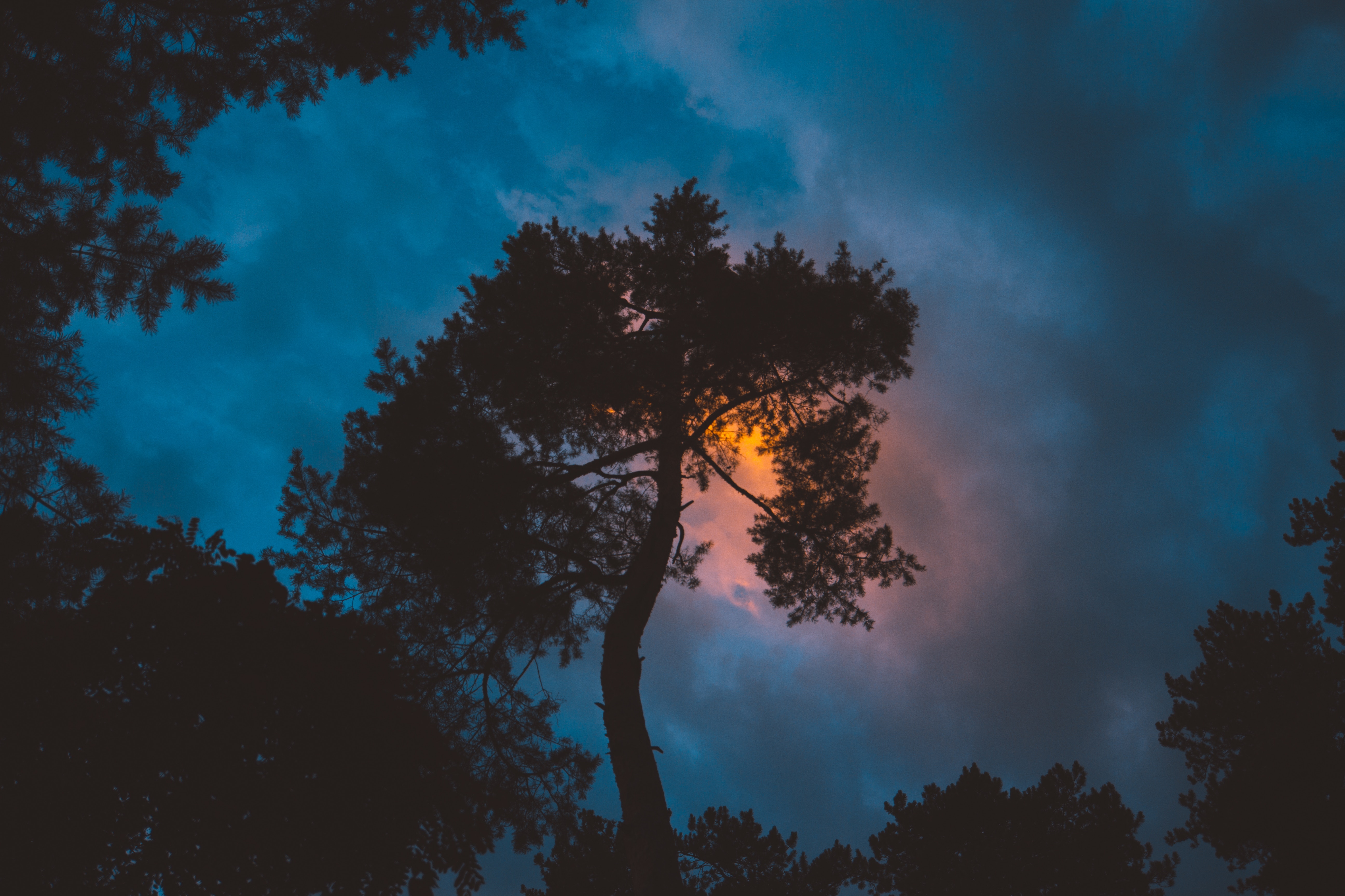 Free download wallpaper Sunset, Sky, Night, Wood, Tree, Dark on your PC desktop