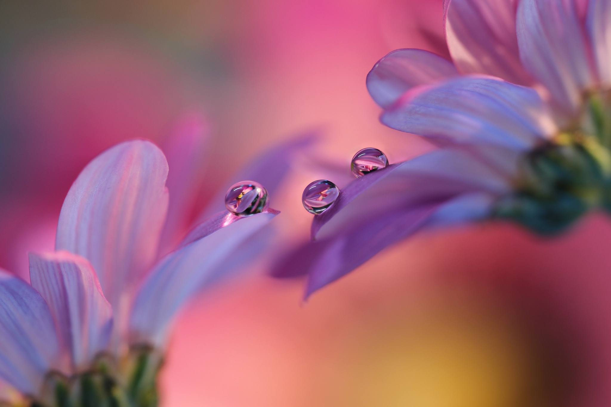 Download mobile wallpaper Nature, Reflection, Flower, Macro, Blur, Earth, Water Drop for free.