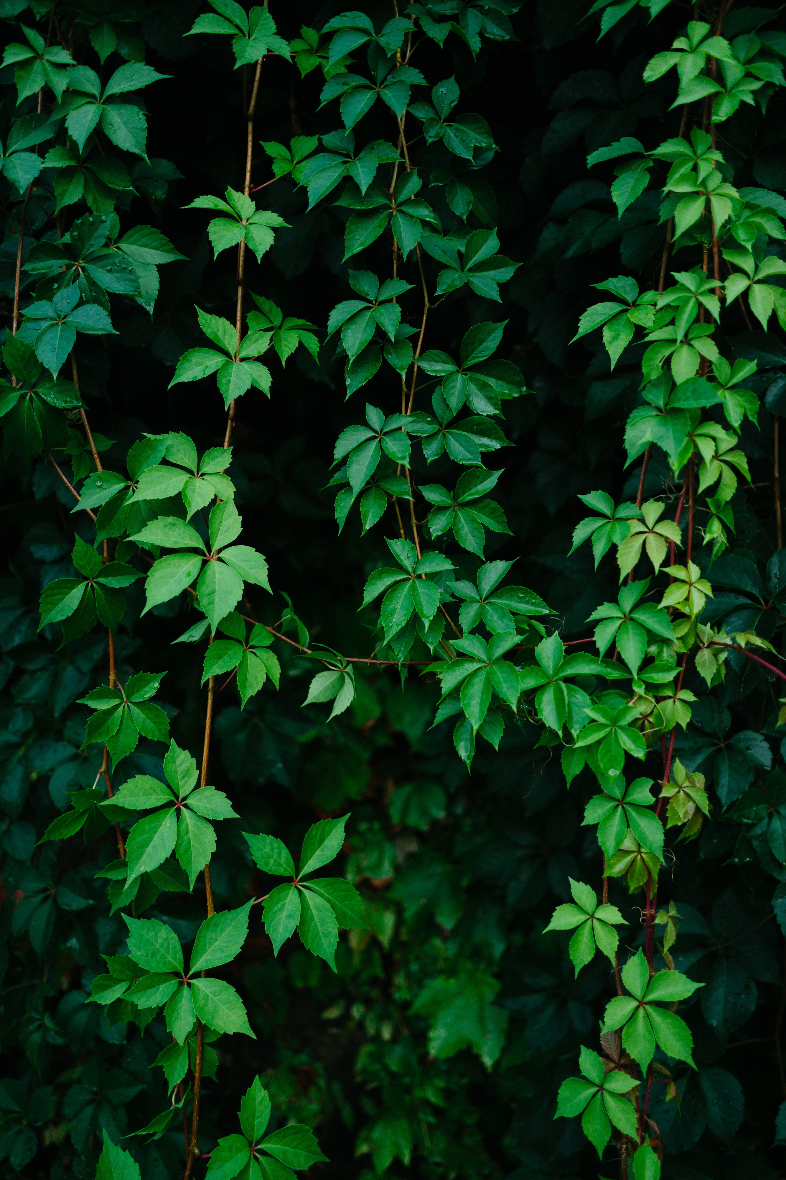 green, plant, leaves, nature, grapes, vine HD wallpaper