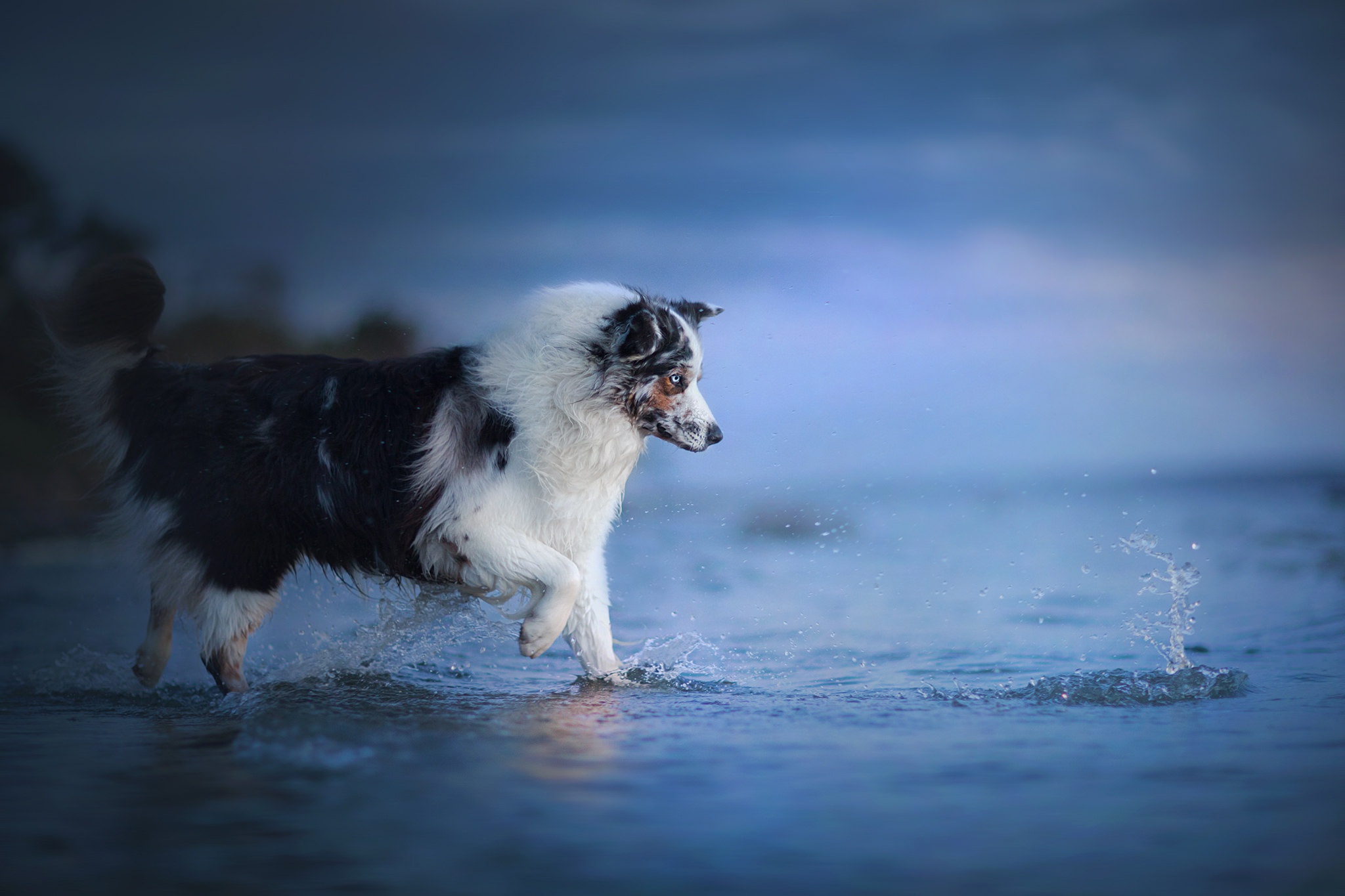 Download mobile wallpaper Dogs, Water, Dog, Animal, Australian Shepherd for free.