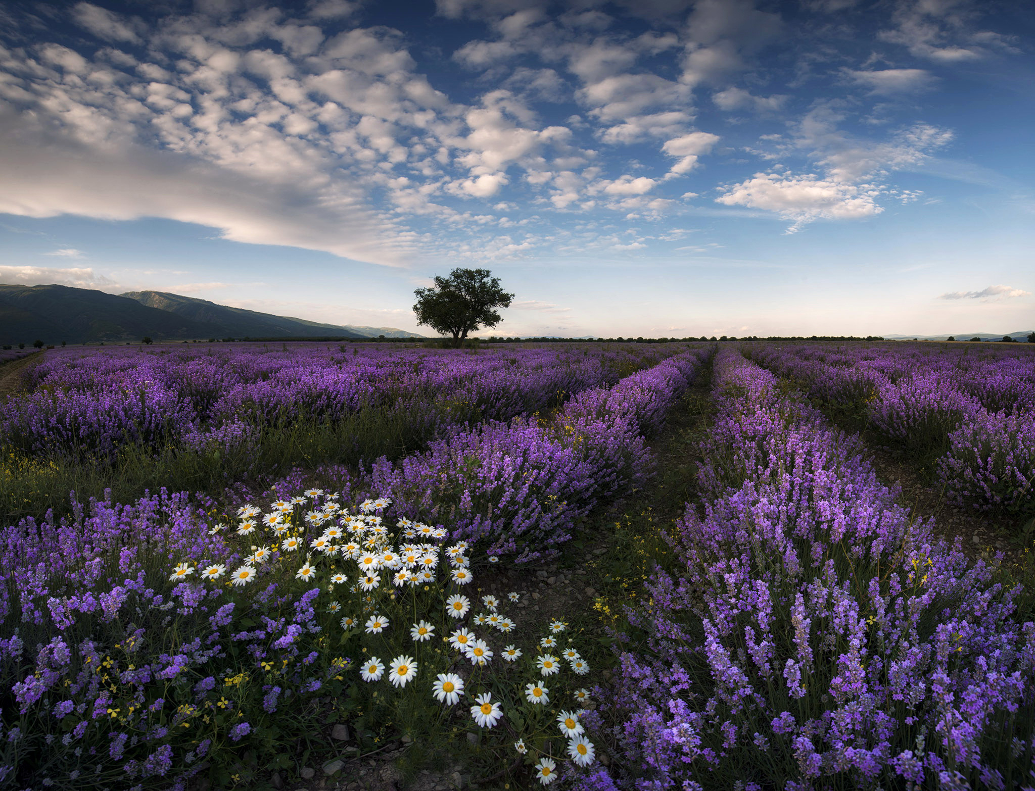 Laden Sie das Blumen, Baum, Feld, Gänseblümchen, Lavendel, Erde/natur-Bild kostenlos auf Ihren PC-Desktop herunter