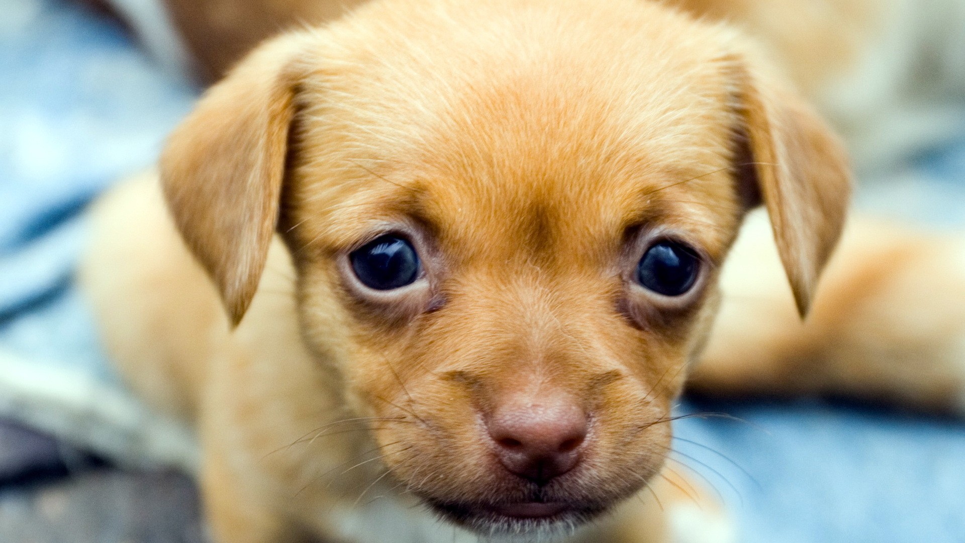 Téléchargez gratuitement l'image Chiens, Chien, Animaux sur le bureau de votre PC