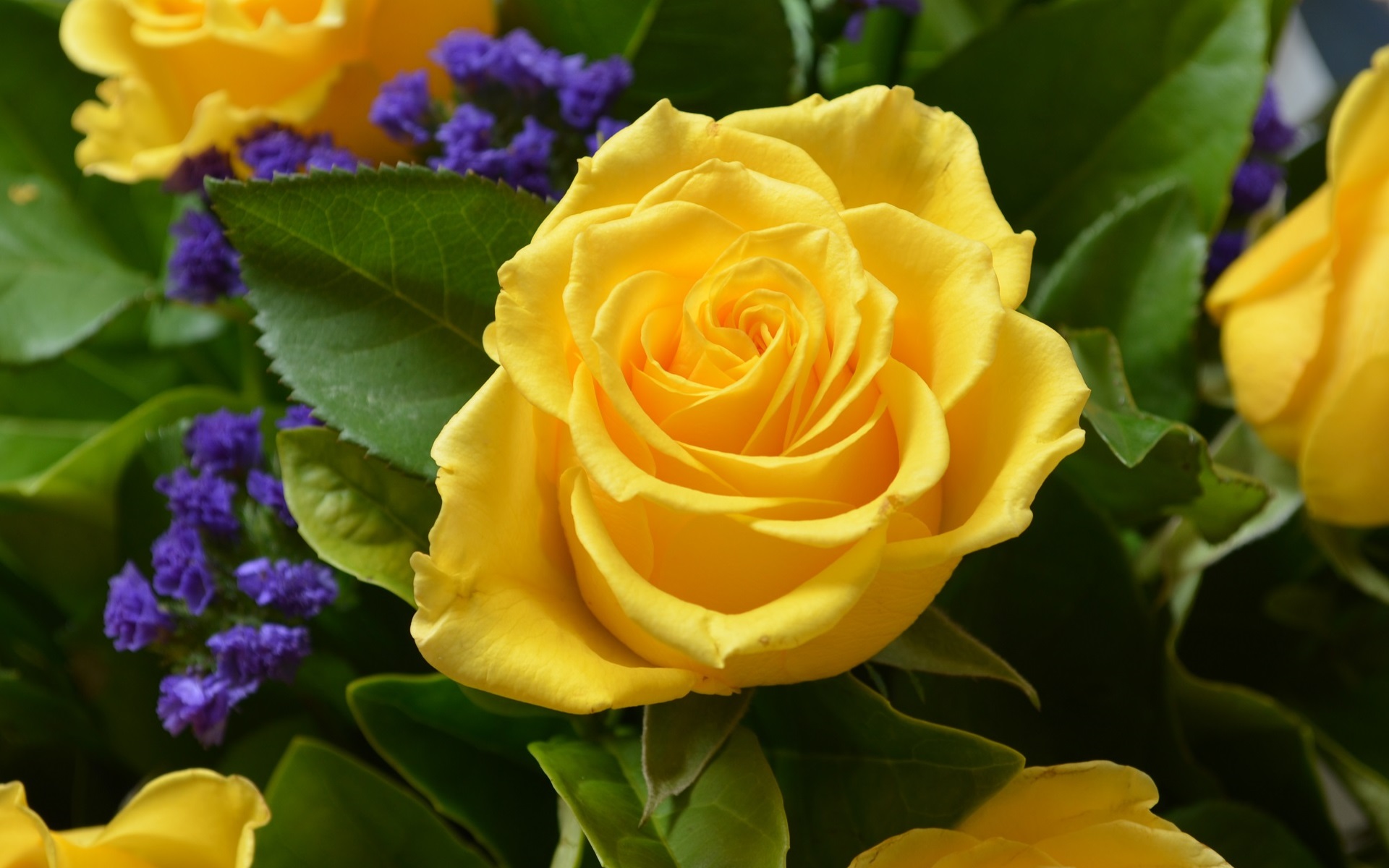 Download mobile wallpaper Flower, Rose, Earth, Yellow Rose for free.