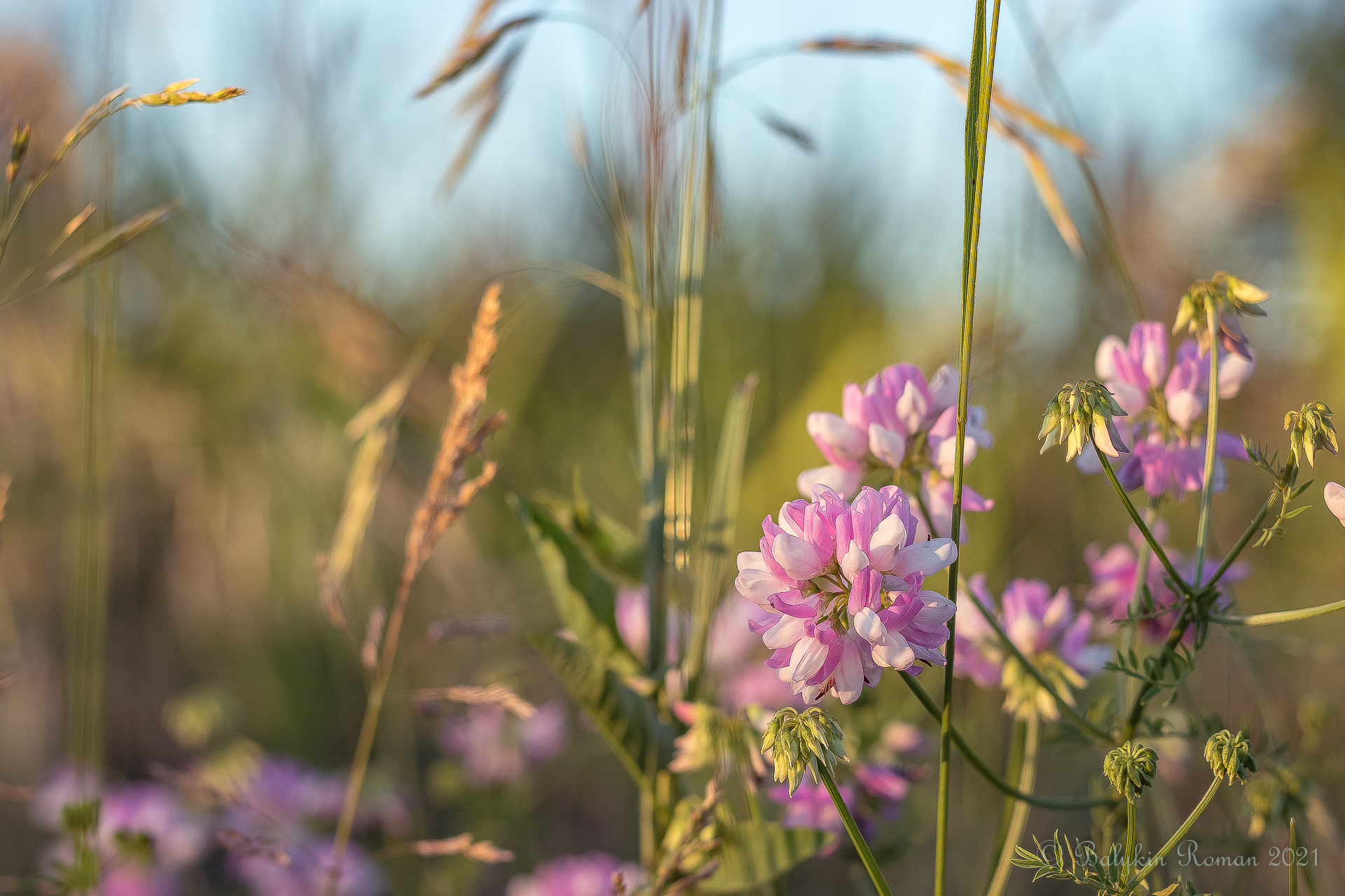 Laden Sie das Blumen, Blume, Erde/natur-Bild kostenlos auf Ihren PC-Desktop herunter