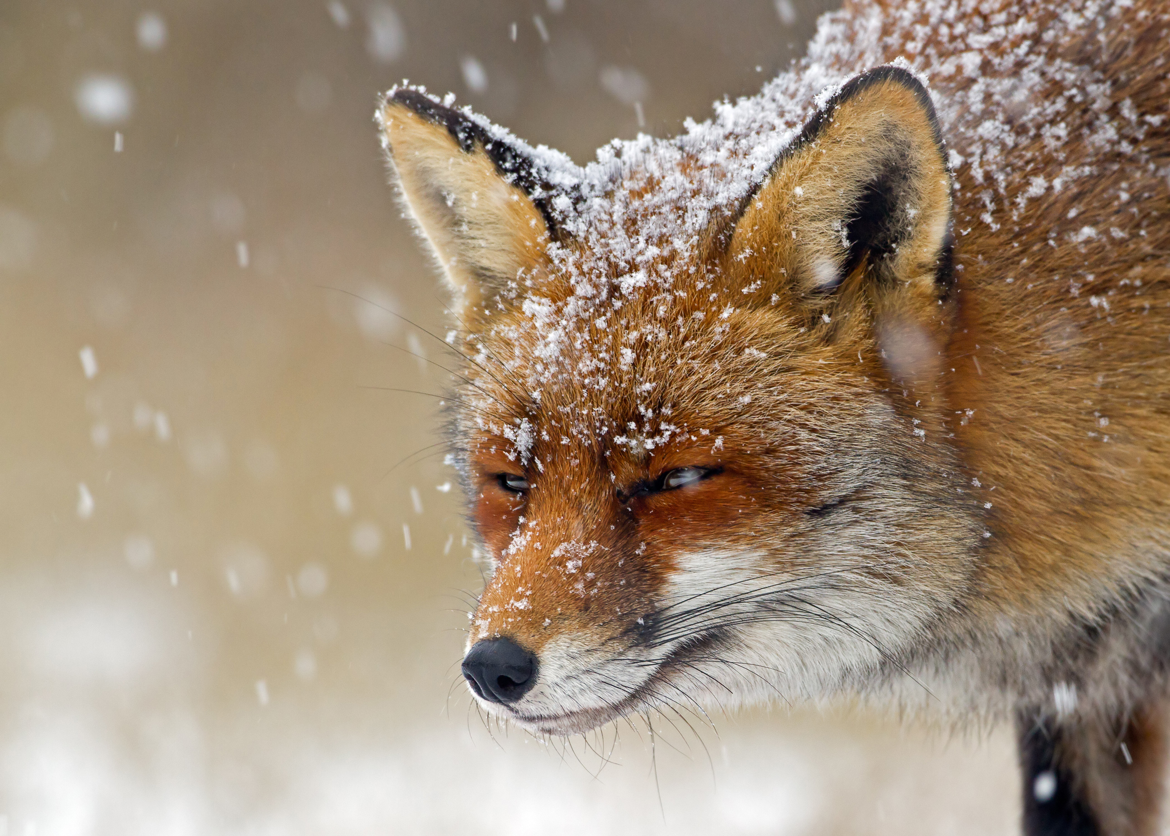 Laden Sie das Tiere, Fuchs, Schneefall-Bild kostenlos auf Ihren PC-Desktop herunter
