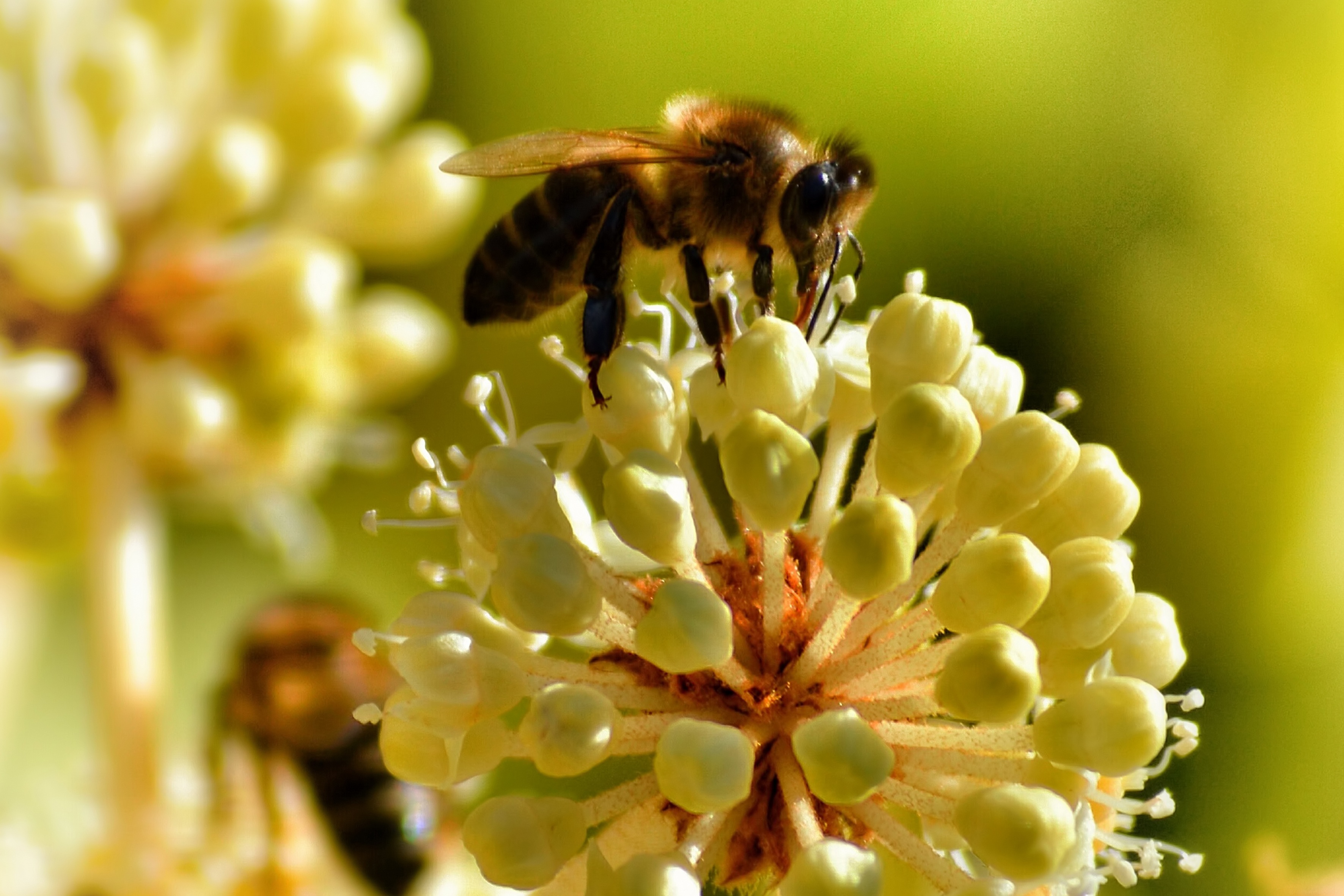 Скачать обои бесплатно Опыление, Макро, Пчела, Цветок картинка на рабочий стол ПК