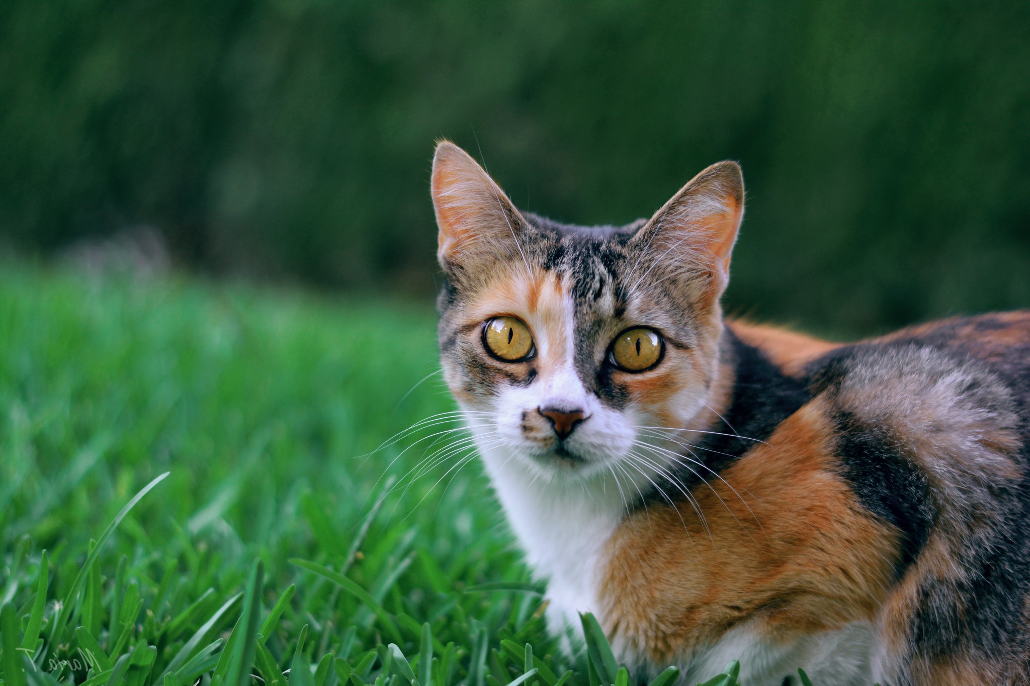 Baixar papel de parede para celular de Gato, Gatos, Animais gratuito.