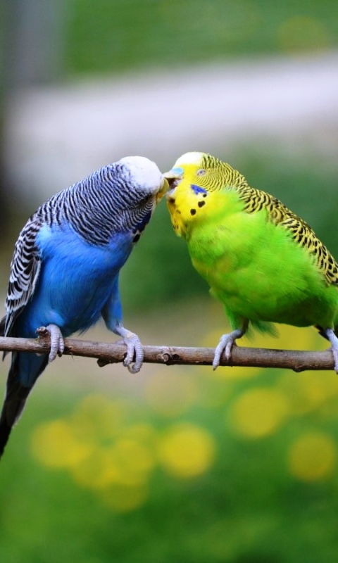 Download mobile wallpaper Birds, Bird, Animal, Kiss, Budgerigar, Parakeet, Budgie for free.