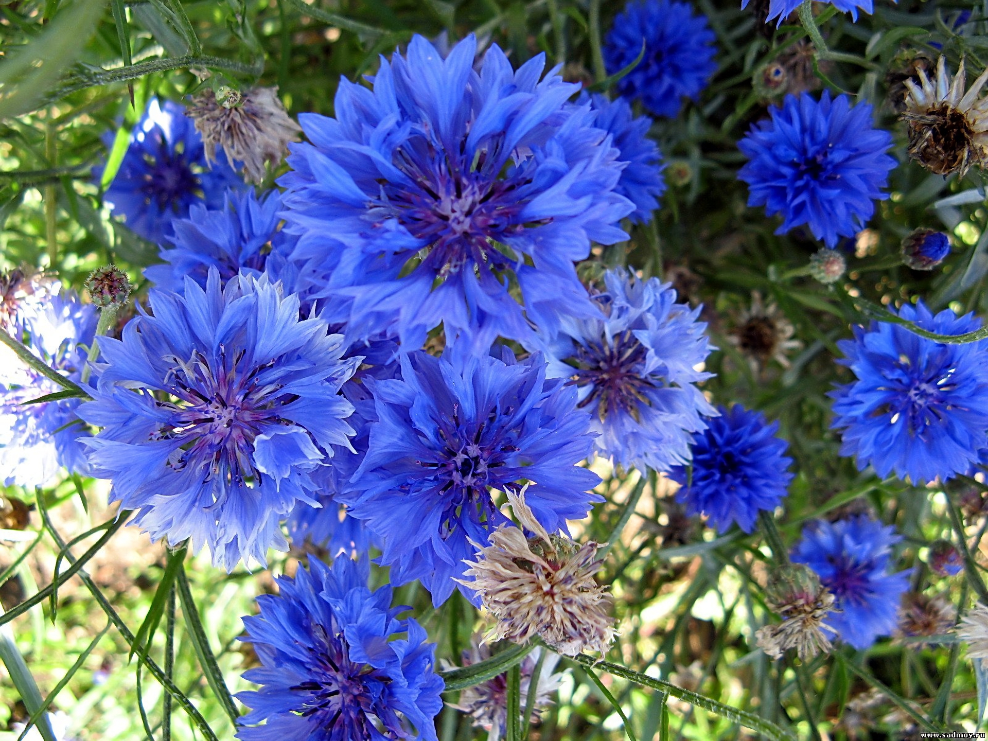 398617画像をダウンロード青い花, 地球, ヤグルマギク, 花, フラワーズ-壁紙とスクリーンセーバーを無料で
