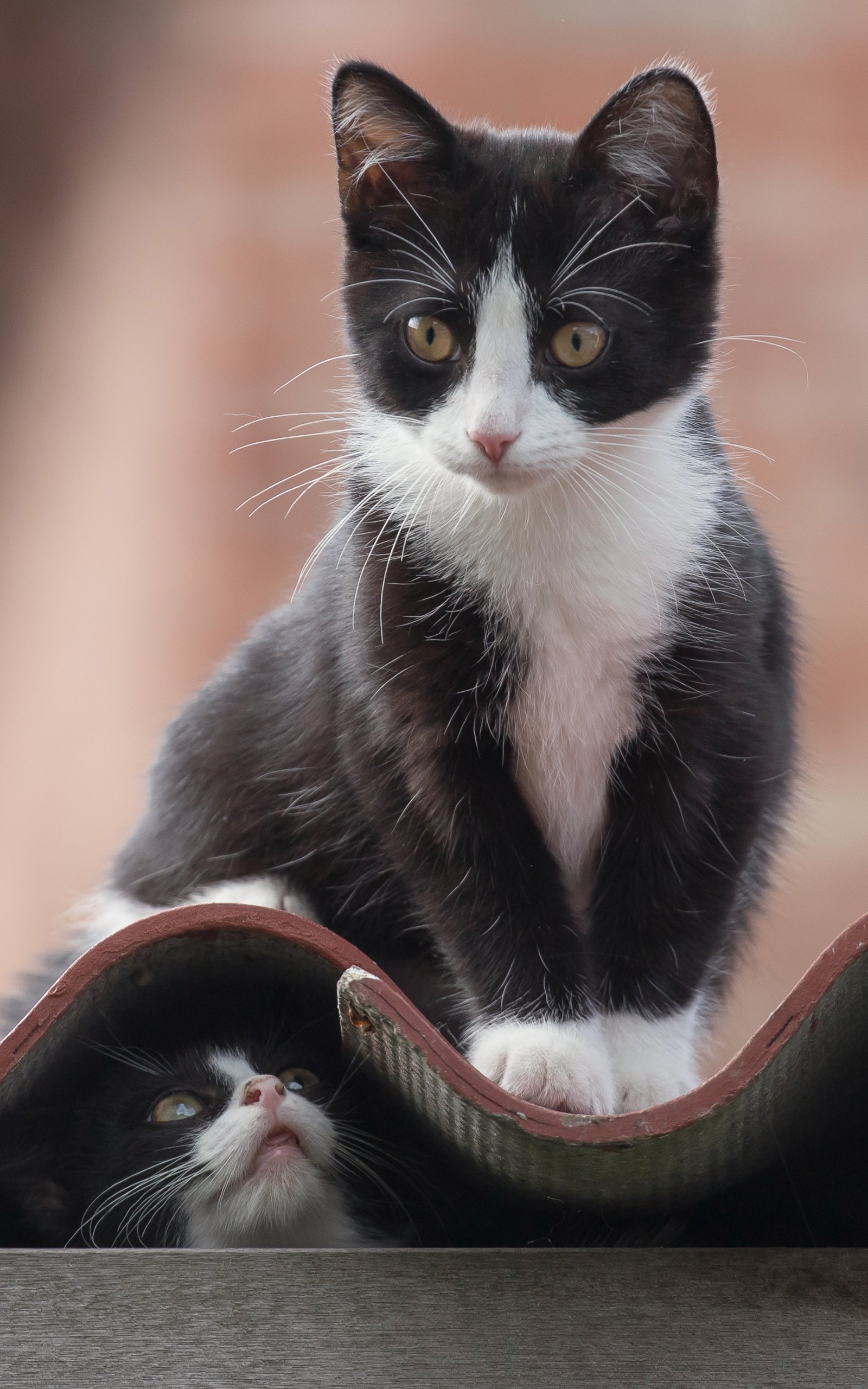 Laden Sie das Tiere, Katzen, Katze, Kätzchen, Tierbaby-Bild kostenlos auf Ihren PC-Desktop herunter