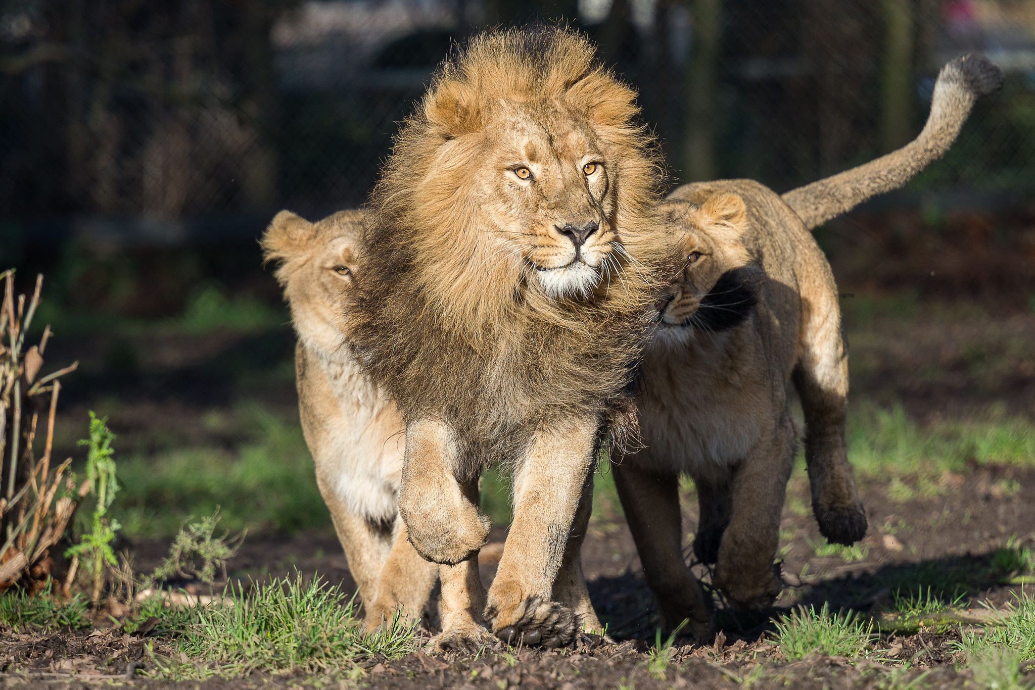 Téléchargez des papiers peints mobile Animaux, Chats, Lion gratuitement.