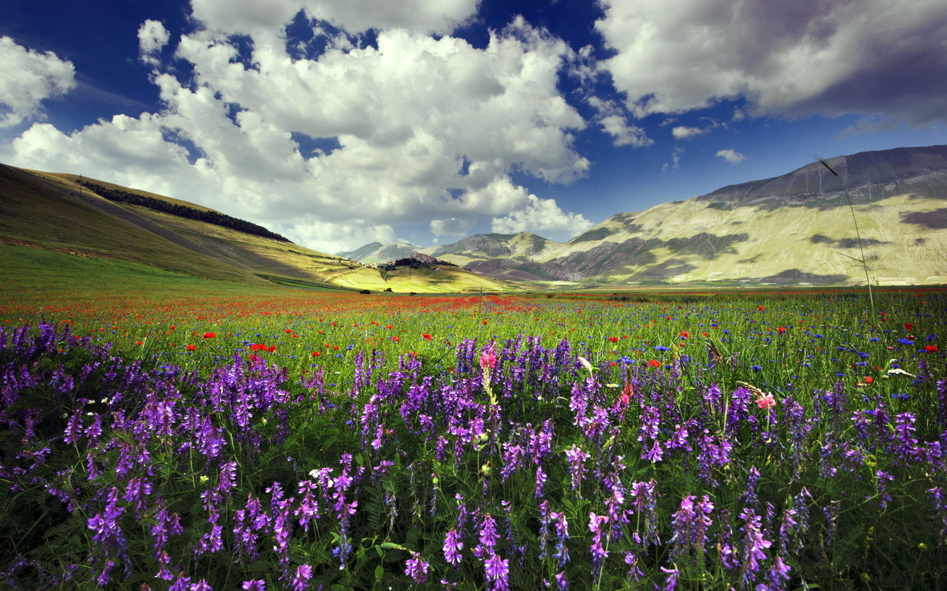 Free download wallpaper Flowers, Flower, Earth on your PC desktop