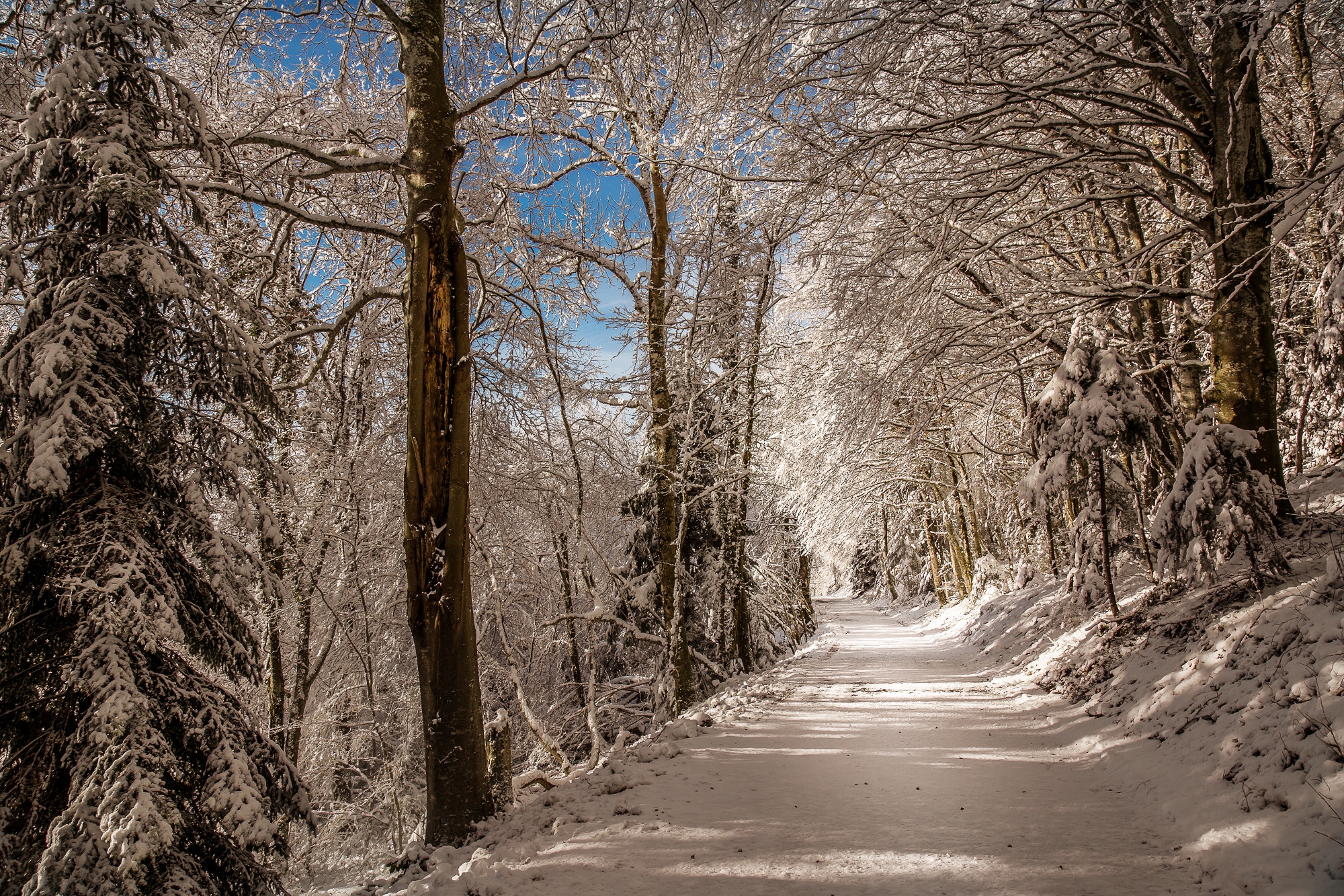 Download mobile wallpaper Winter, Snow, Road, Forest, Earth for free.