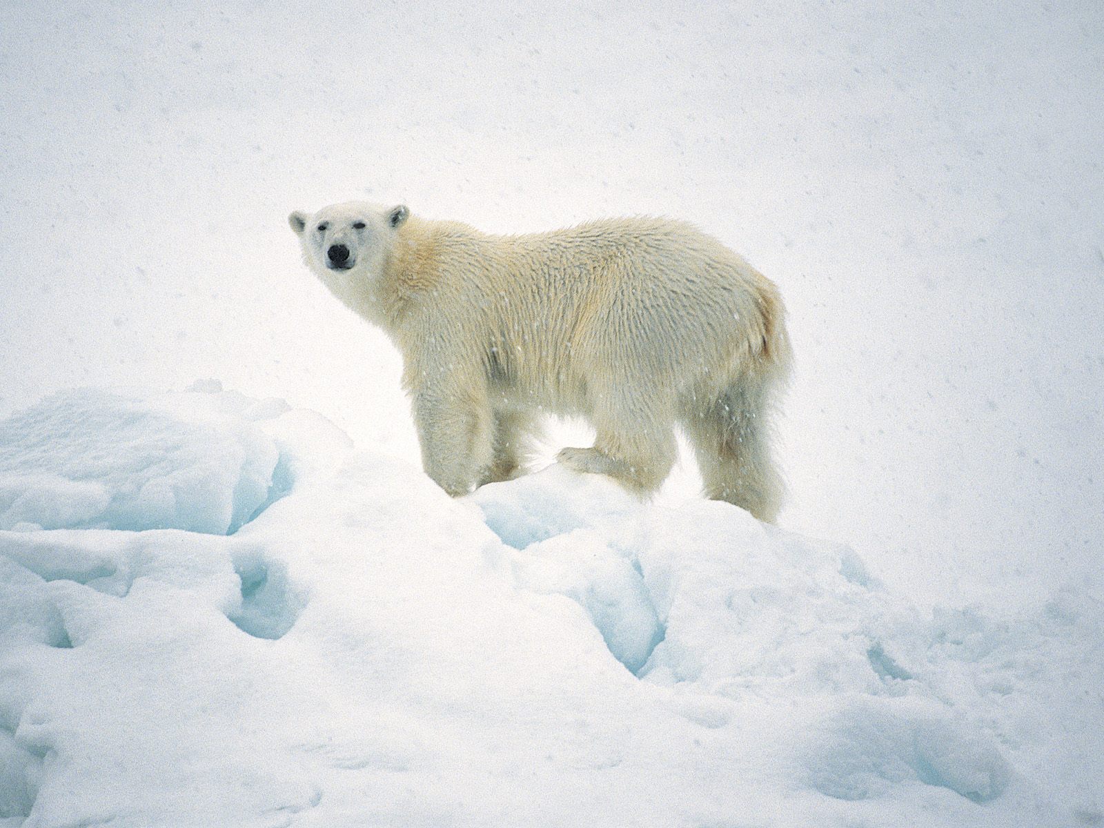 161294 descargar imagen animales, oso polar, osos: fondos de pantalla y protectores de pantalla gratis