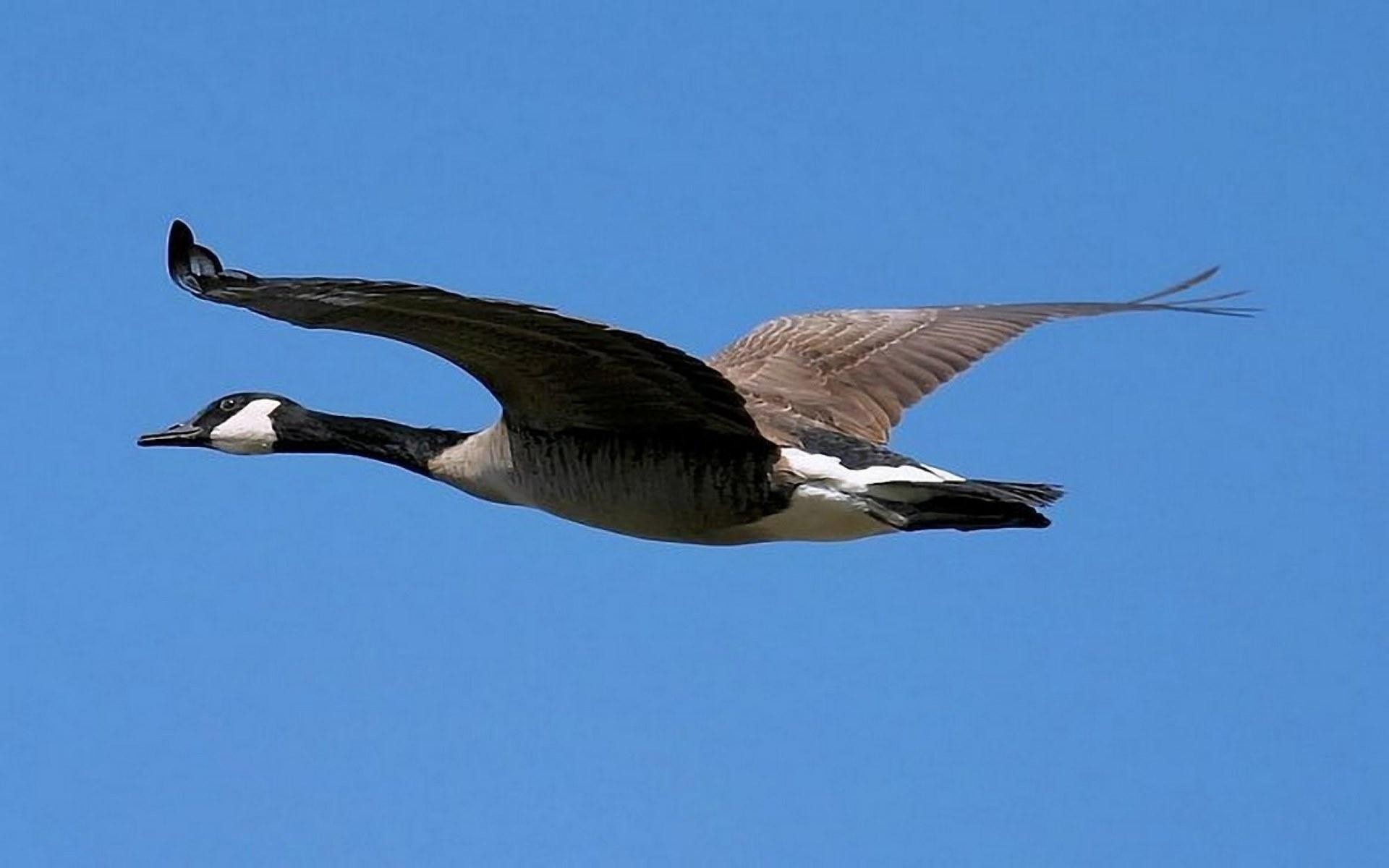 Téléchargez des papiers peints mobile Oiseau, Des Oiseaux, Animaux gratuitement.