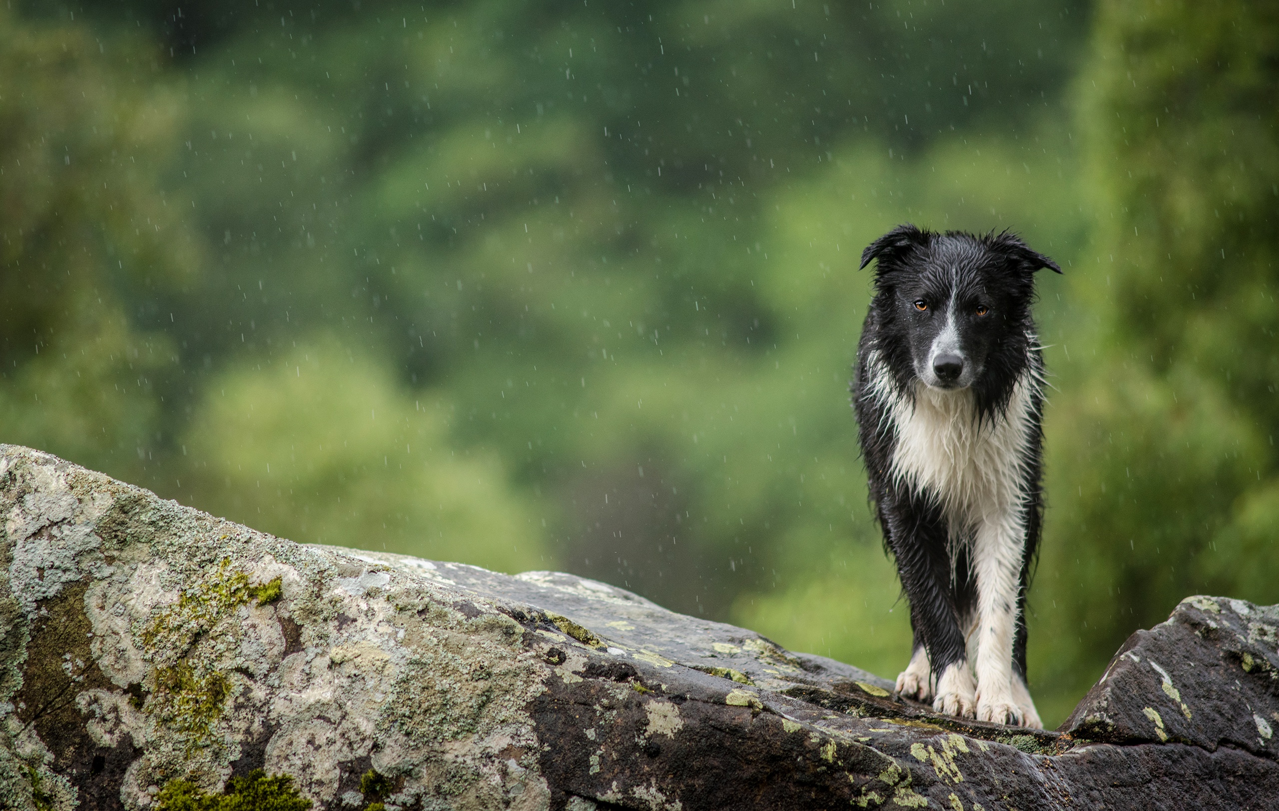 Download mobile wallpaper Dogs, Rain, Dog, Animal, Border Collie for free.