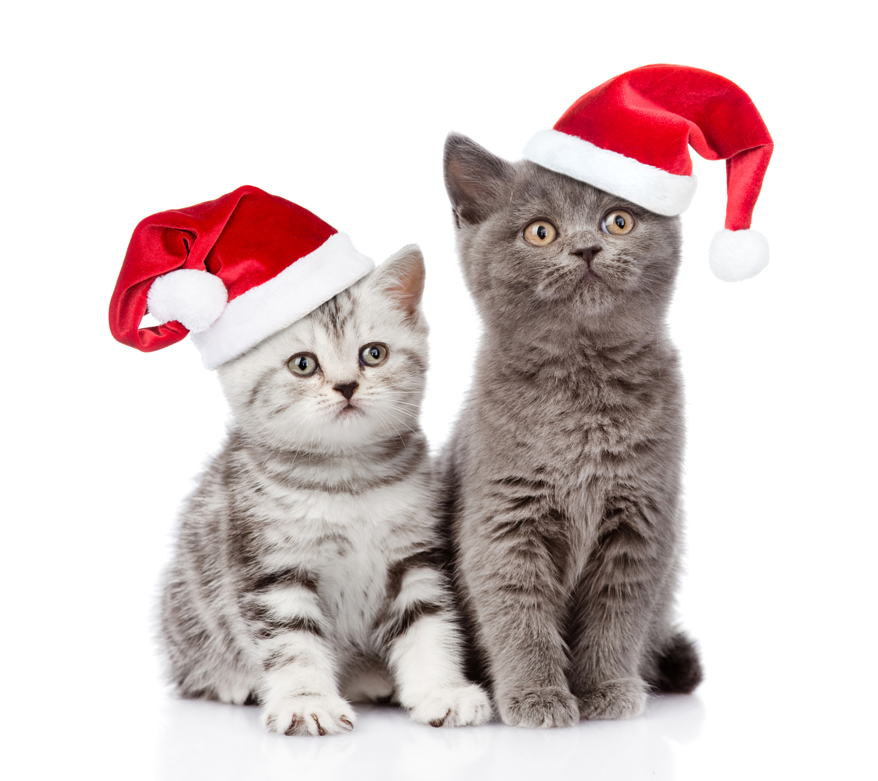 PCデスクトップに動物, クリスマス, ネコ, 猫, 子猫, サンタハット画像を無料でダウンロード