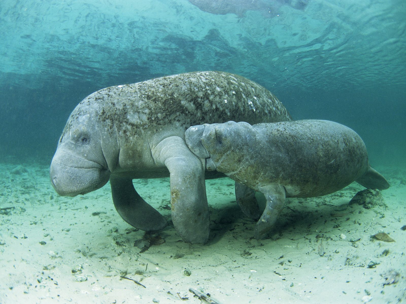 manatee, animal, dugong