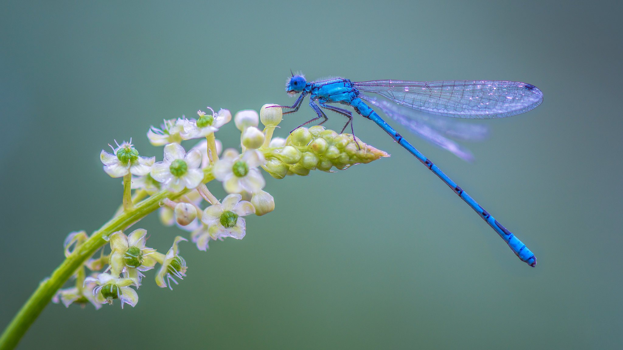 Laden Sie das Tiere, Insekten, Blume, Makro, Insekt, Libelle-Bild kostenlos auf Ihren PC-Desktop herunter