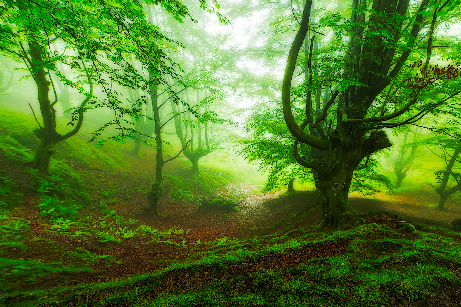 Download mobile wallpaper Nature, Forest, Tree, Fog, Earth, Greenery for free.