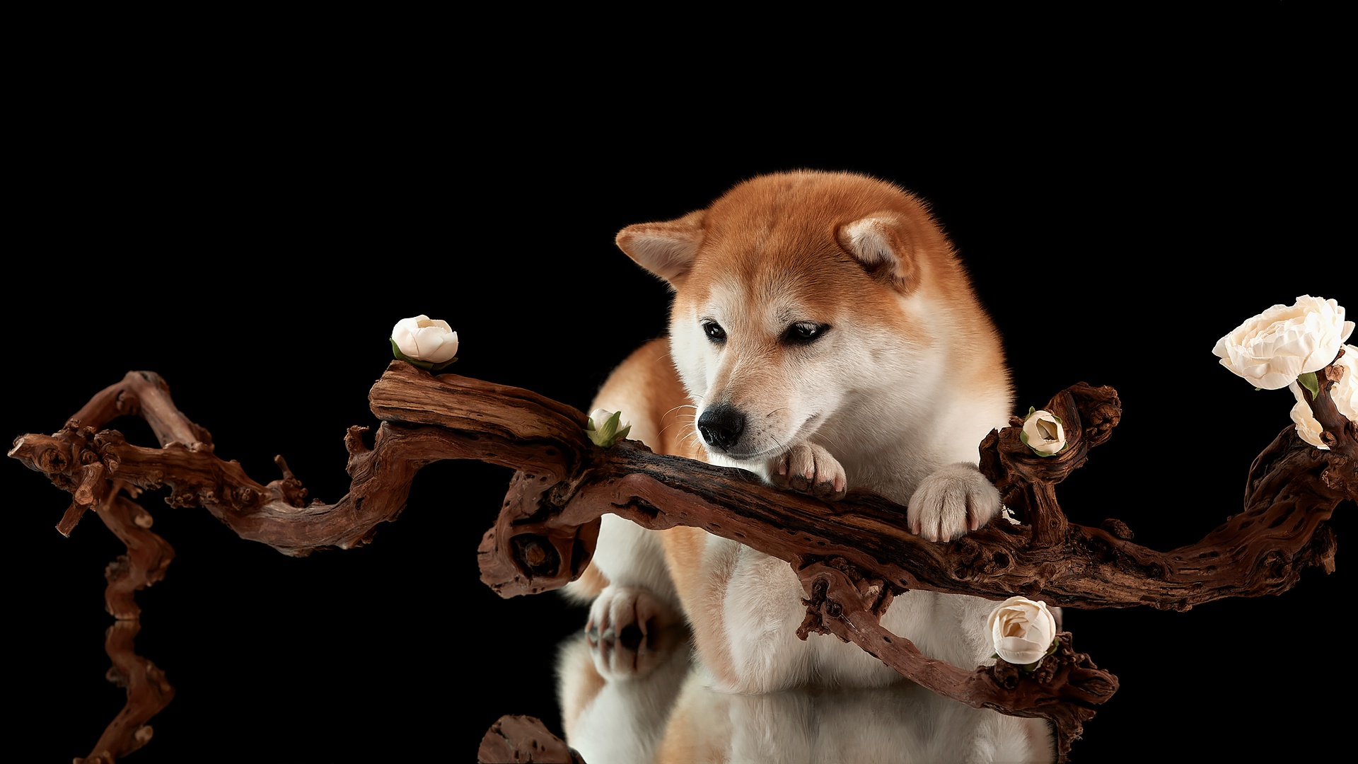 Baixar papel de parede para celular de Animais, Cães, Cão, Shiba Inu gratuito.