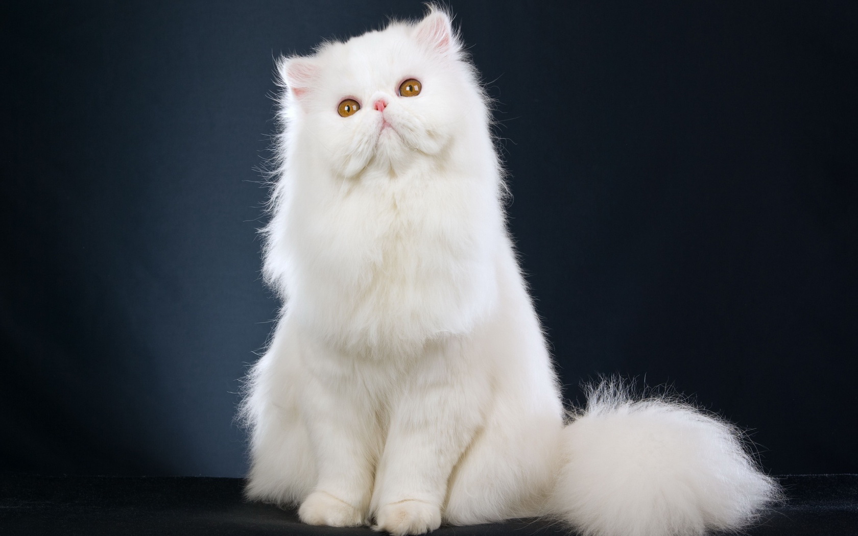 294157 descargar fondo de pantalla animales, gato persa, gatos: protectores de pantalla e imágenes gratis