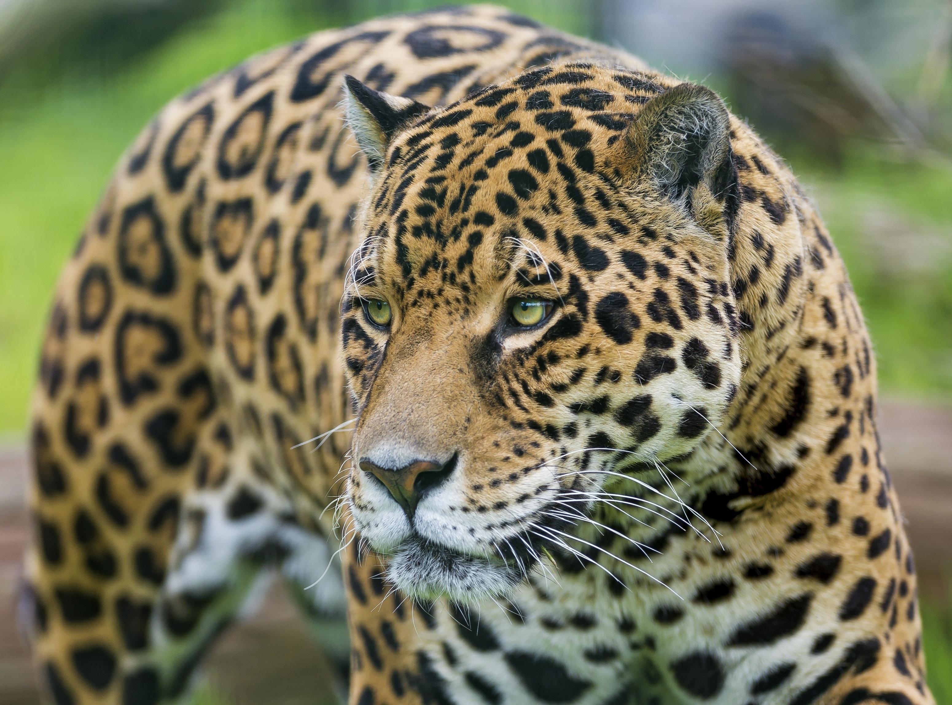 Free download wallpaper Cats, Jaguar, Muzzle, Animal on your PC desktop