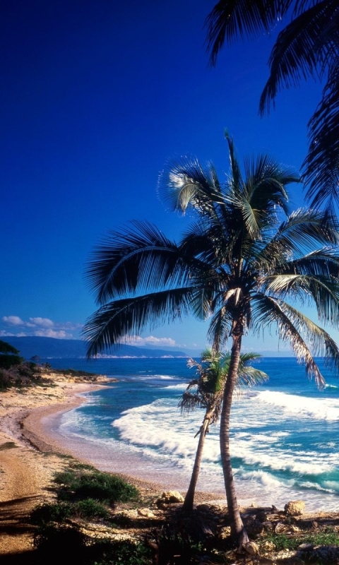 Скачать картинку Пляж, Дерево, Океан, Земля/природа в телефон бесплатно.