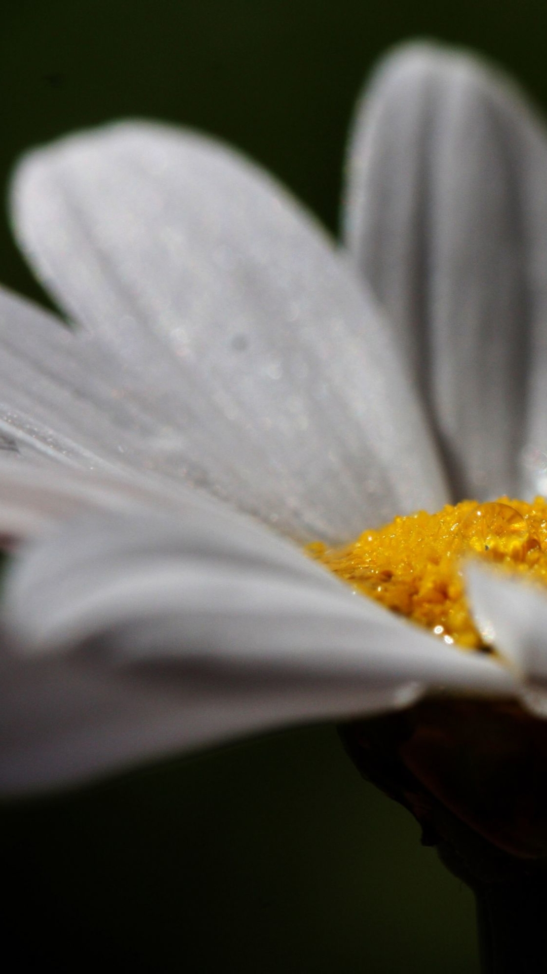 Handy-Wallpaper Blumen, Blume, Erde/natur kostenlos herunterladen.